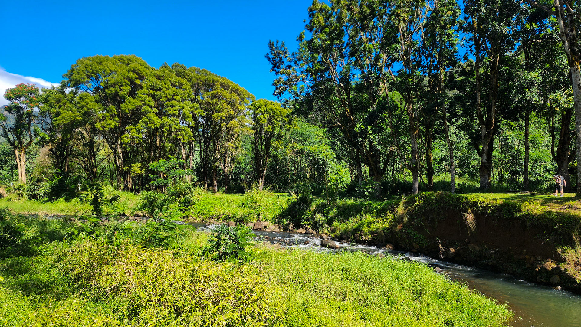 Keahua Arboretum, Lihue-Koloa Forest Reserve, Kaua'i, Hawai'i