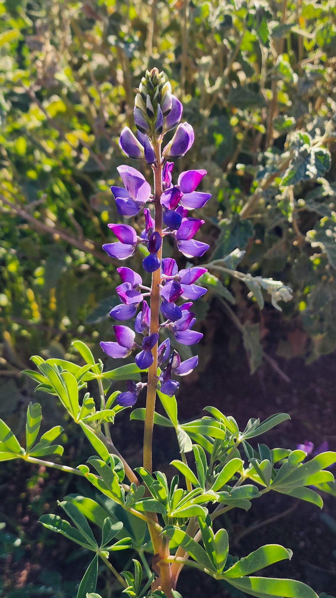 Desert Botanical Garden, Phoenix, AZ