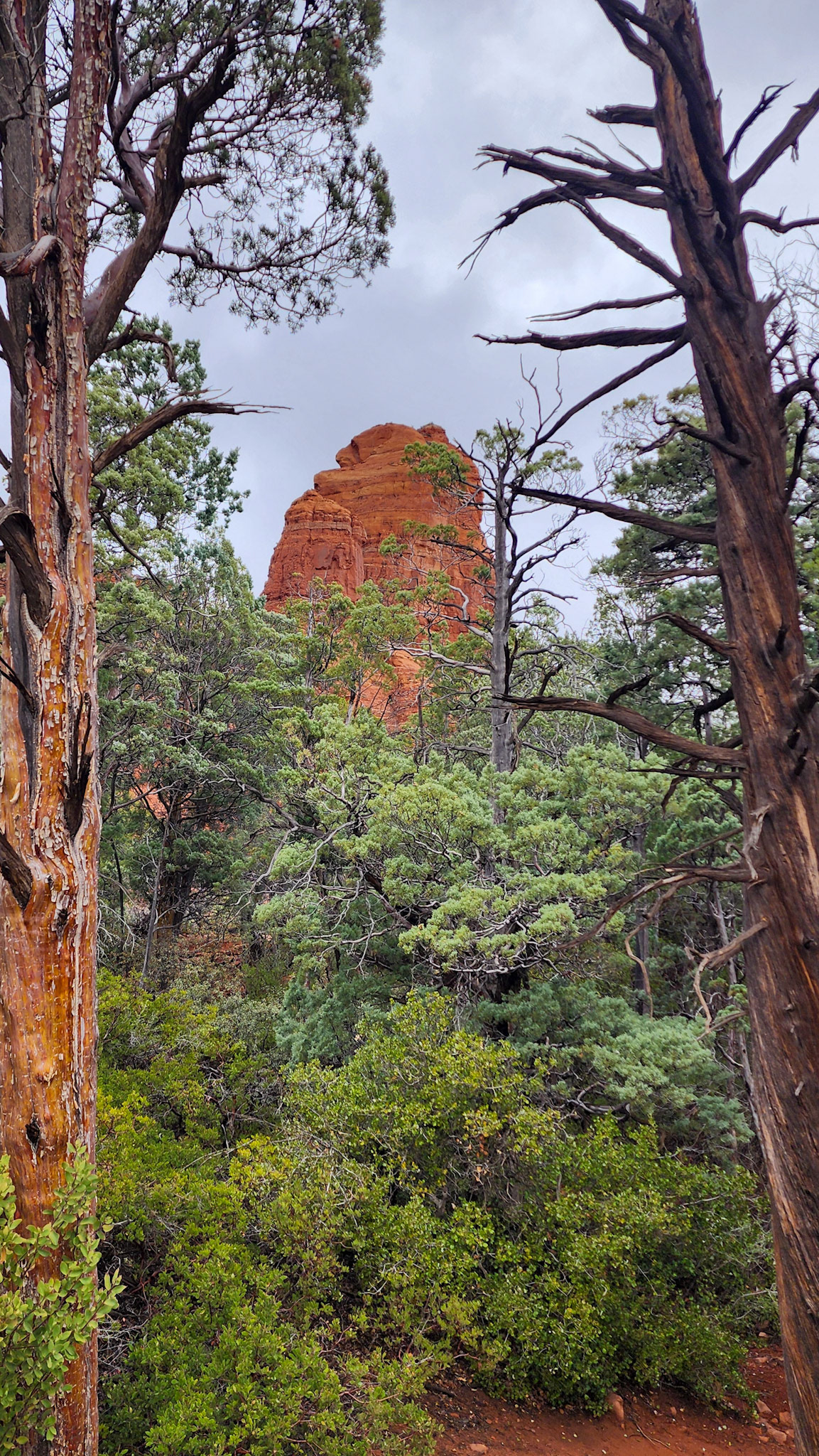 Brin Mesa Trail, Coconino National Forest, AZ
