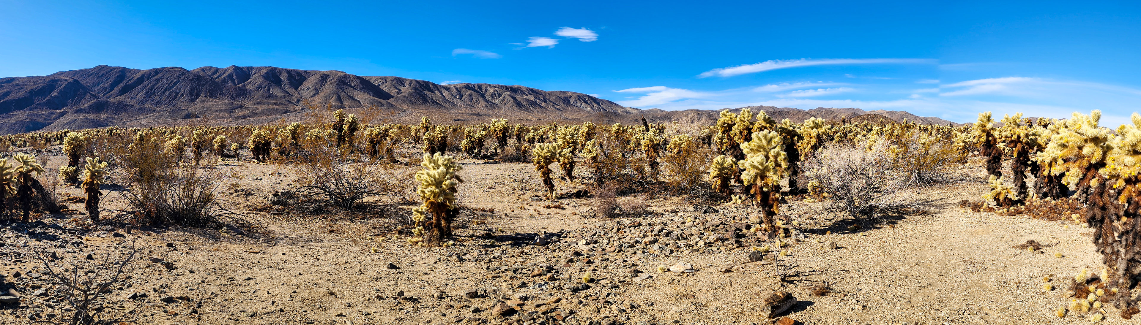 Cholla Cactus Garden