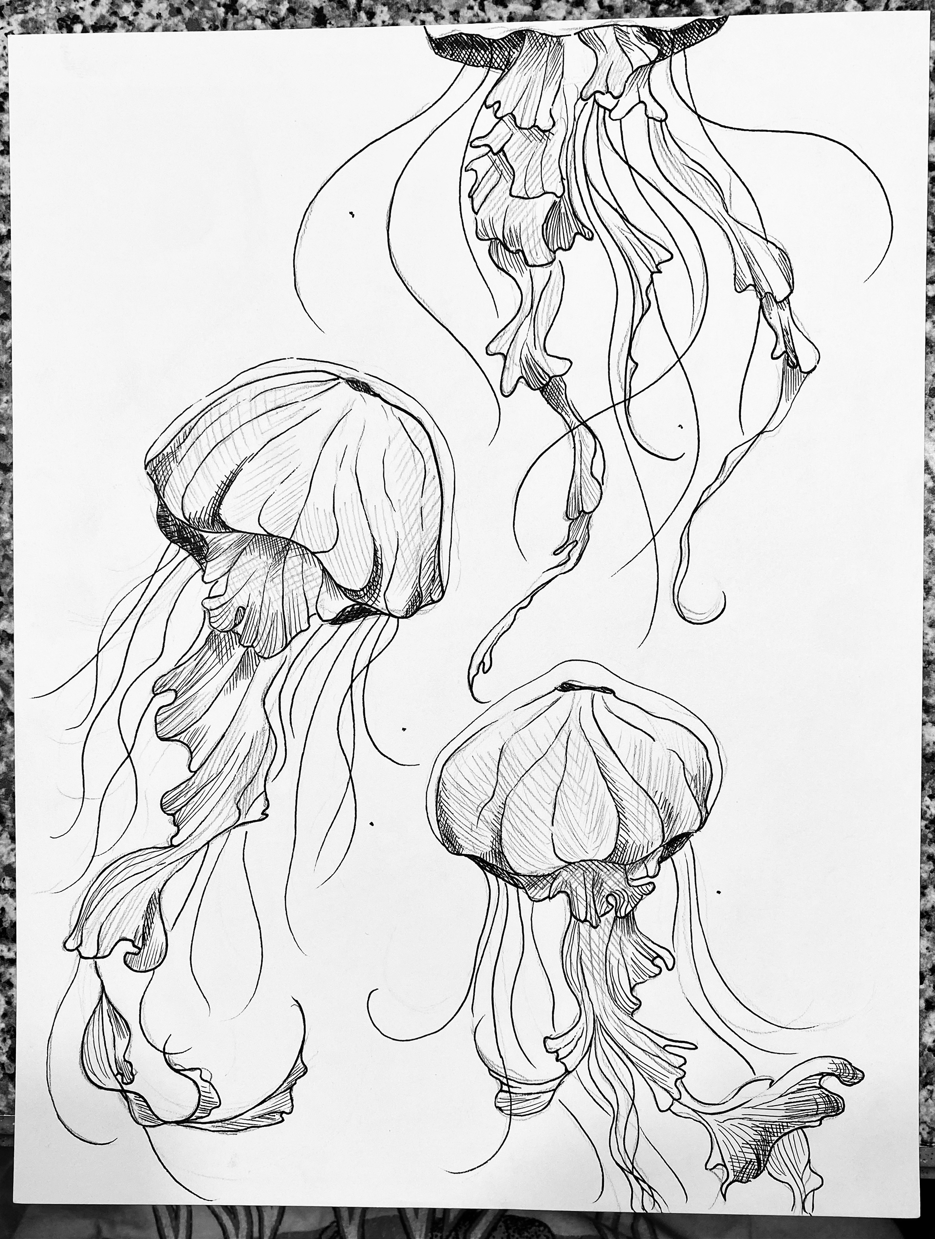 jellyfish illustration for IPA labels