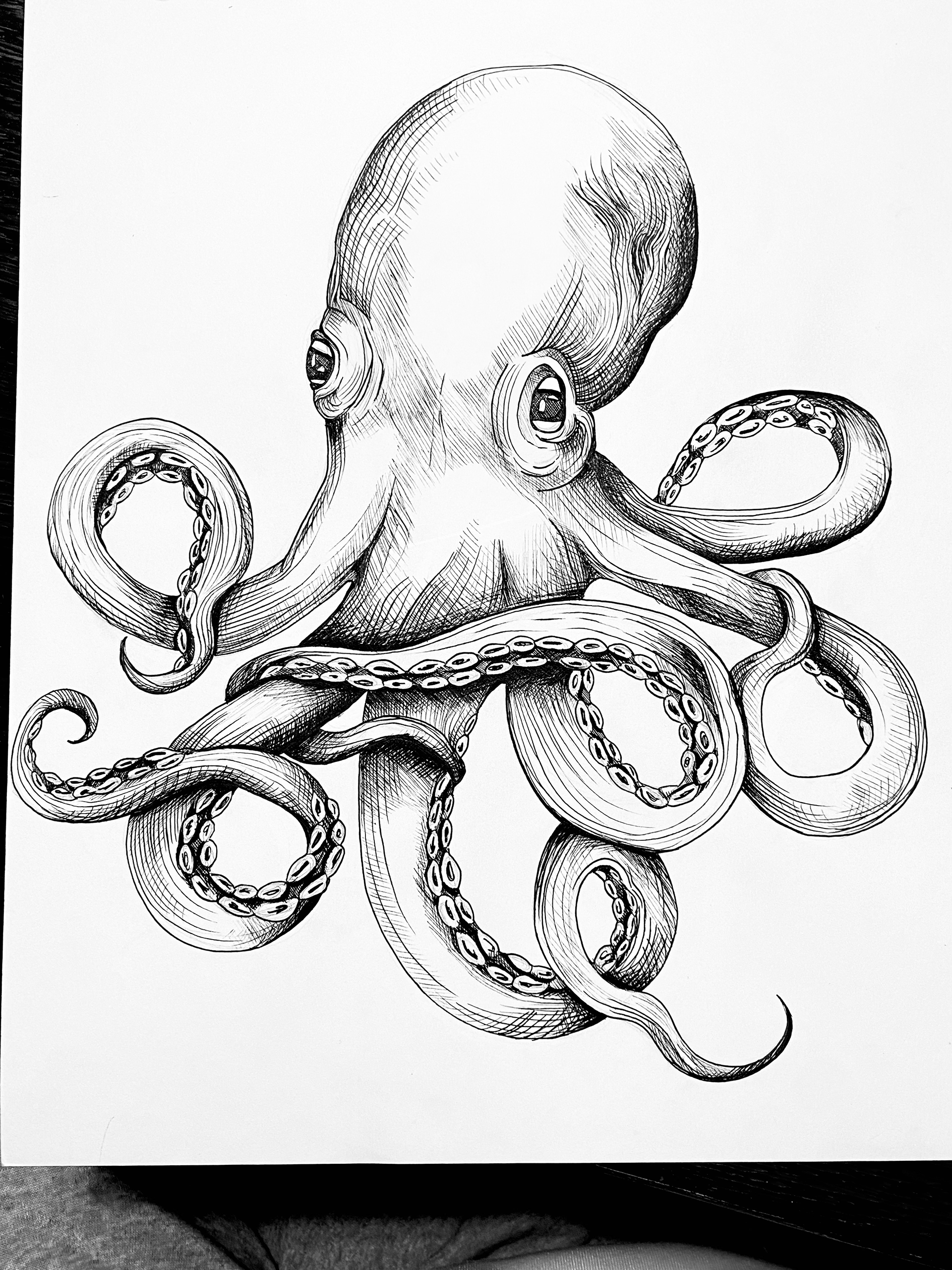 octopus illustration for IPA labels