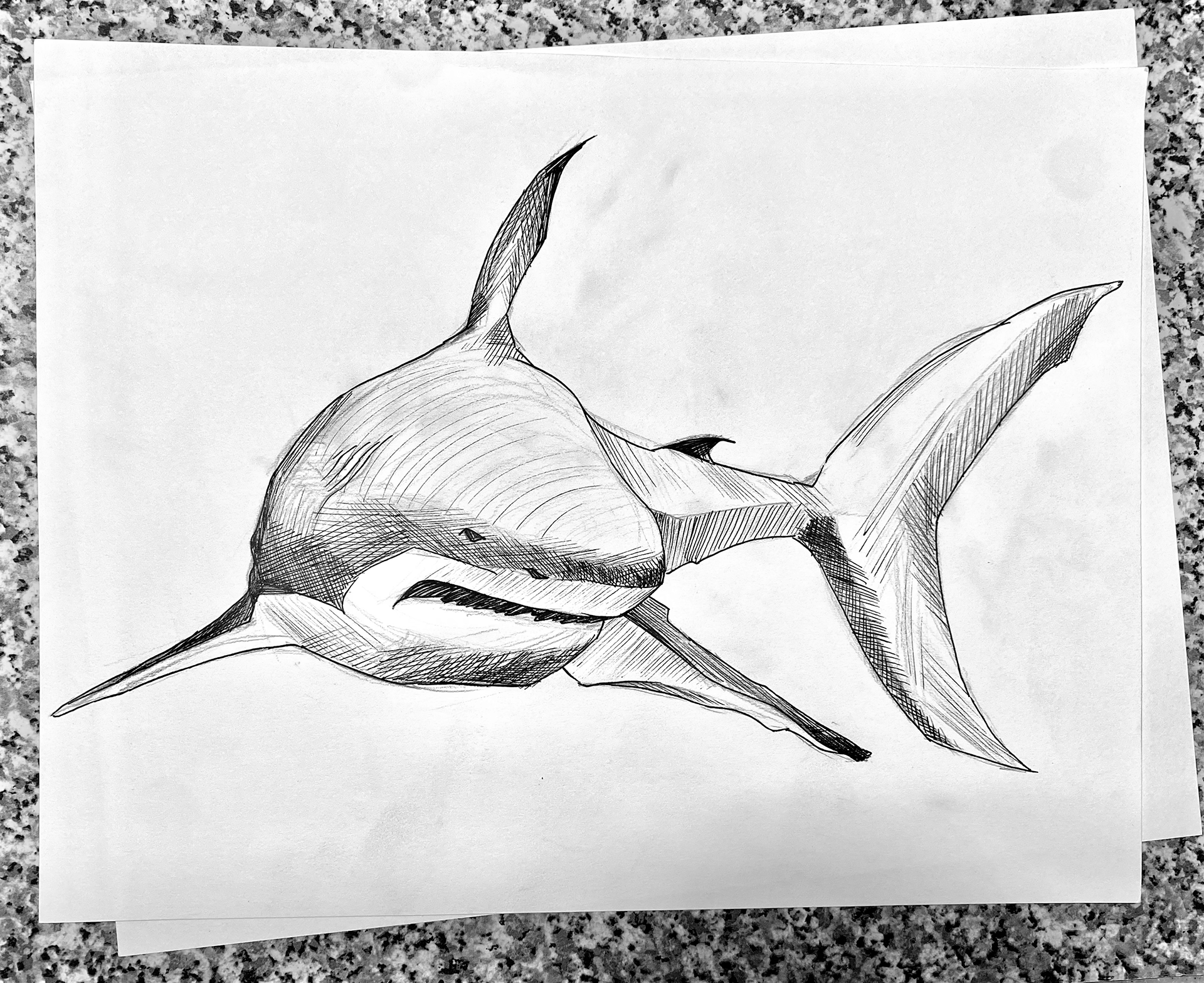shark illustration for IPA labels