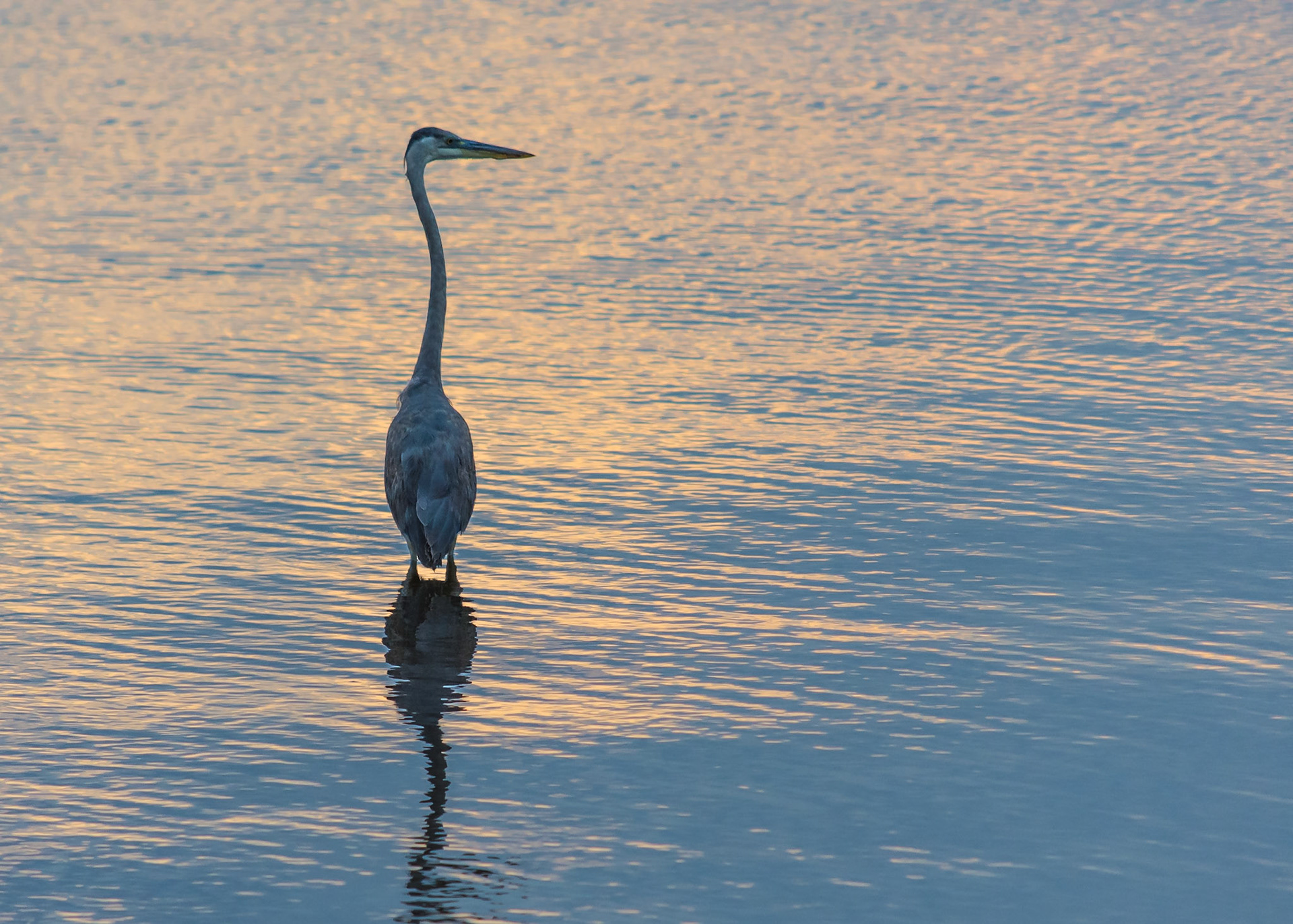 Great Blue Heron