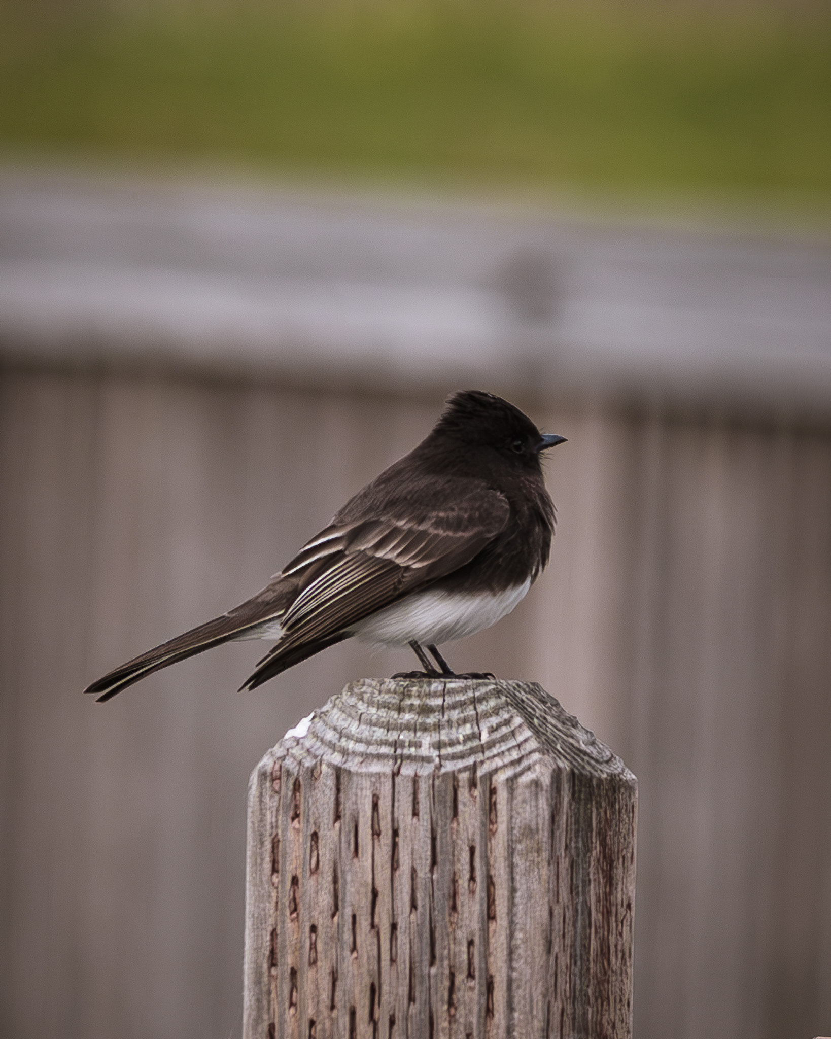 Black Pheobe perched on a fence post