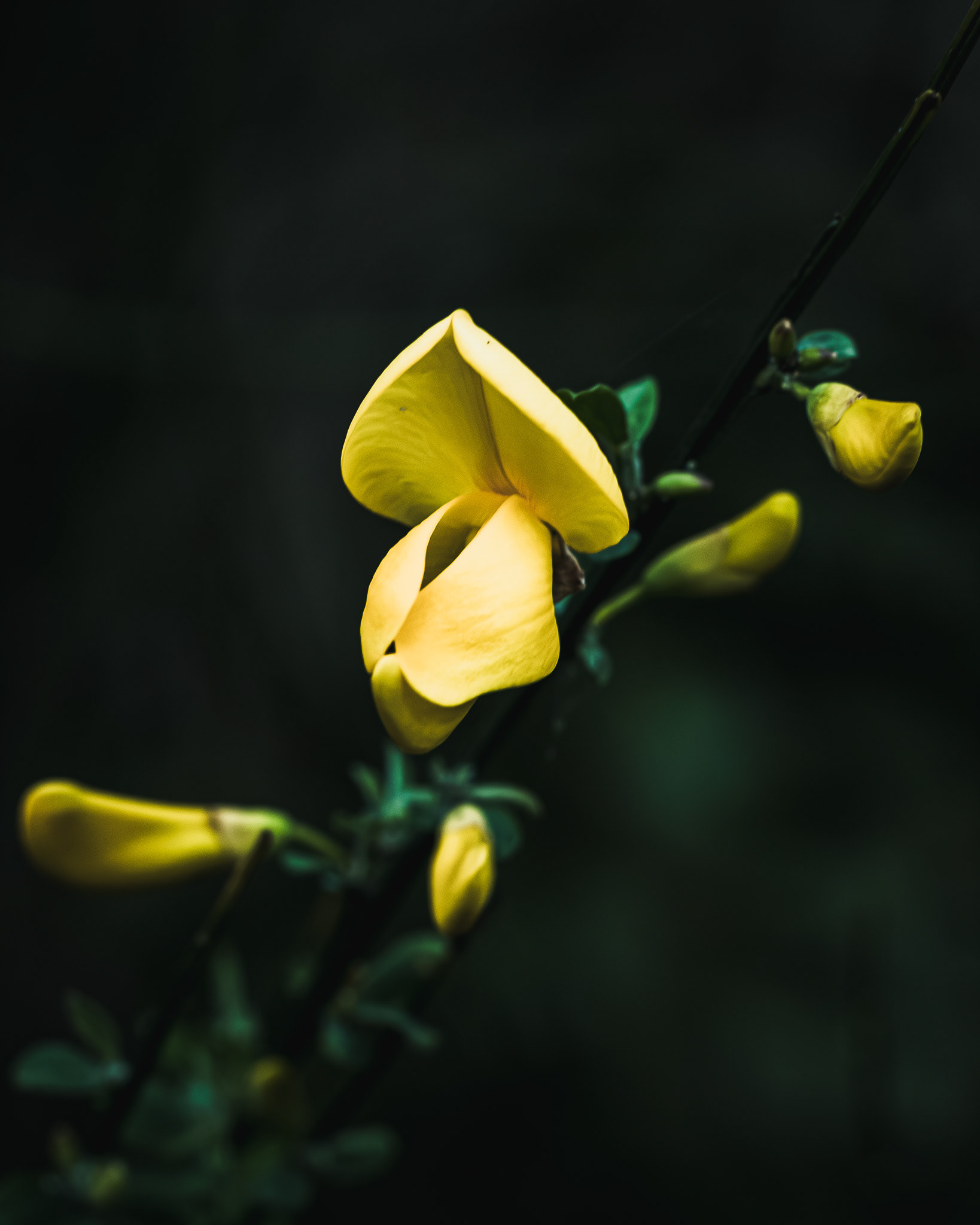 Macro of the details on a stem of Scotch Broom