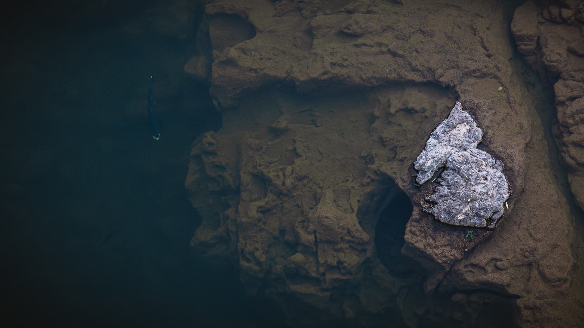 Rock, Water, Fish
