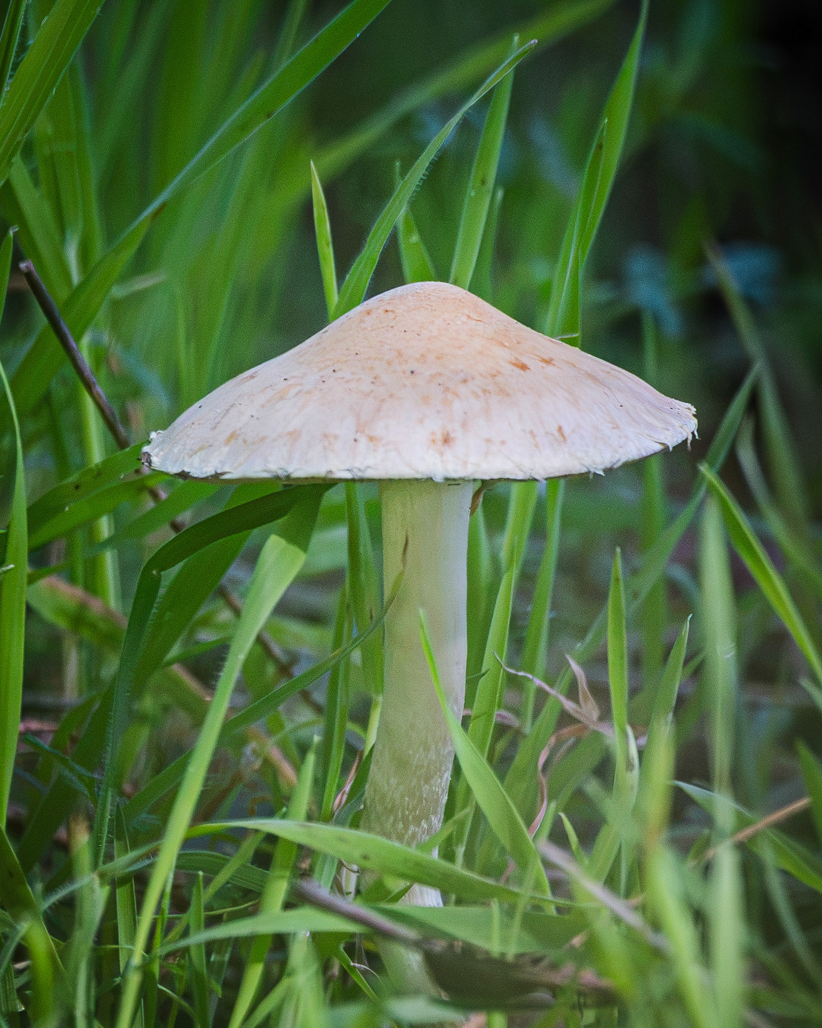Macro of a mushroom