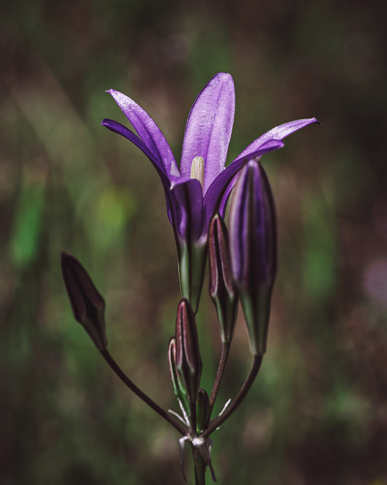 Machro of a purple flower