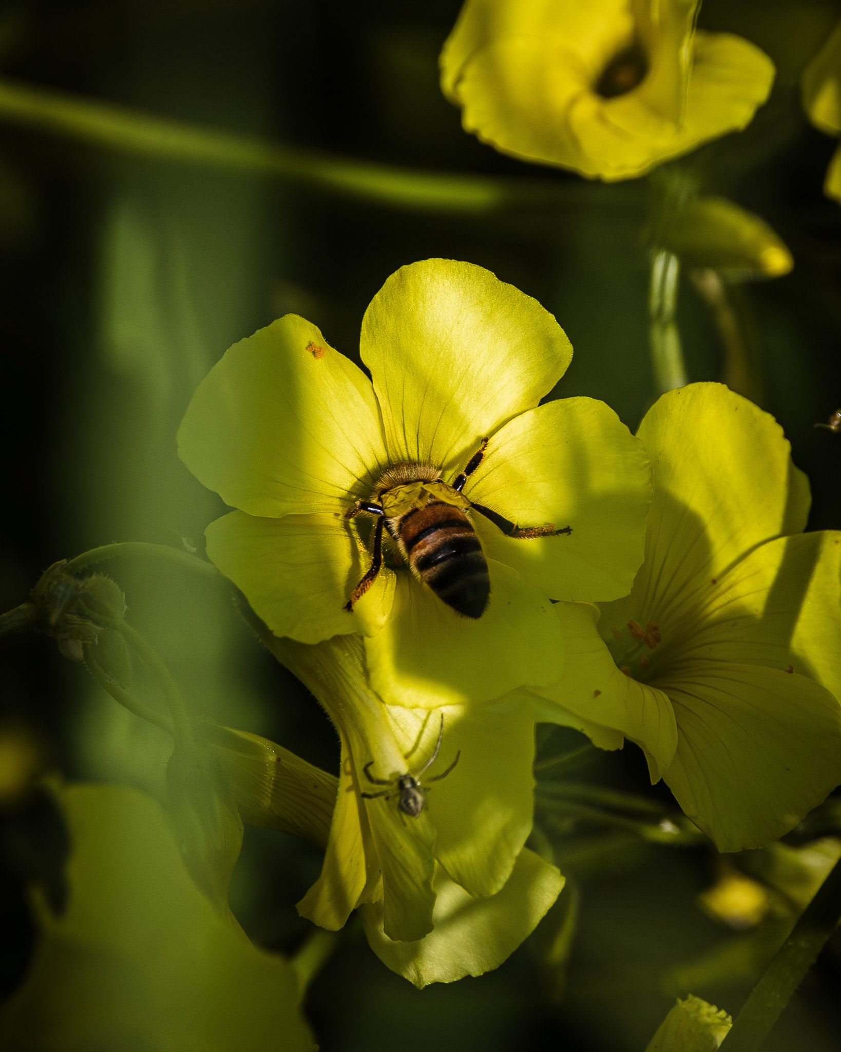 Macro of a honeybee crawling into the center of a yellow flower
