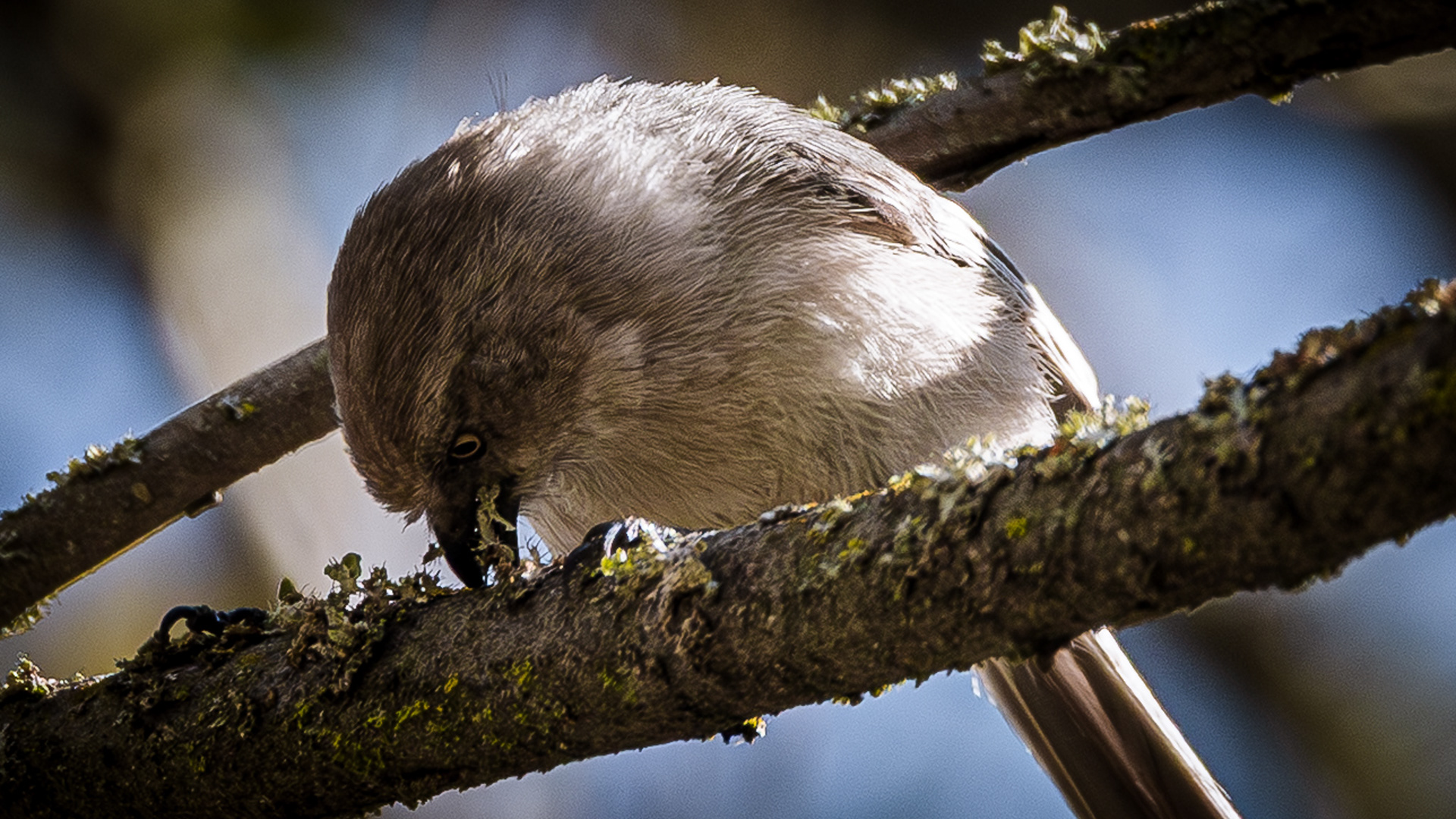 Nothern mocking bird eating lichen from its perch in a tree