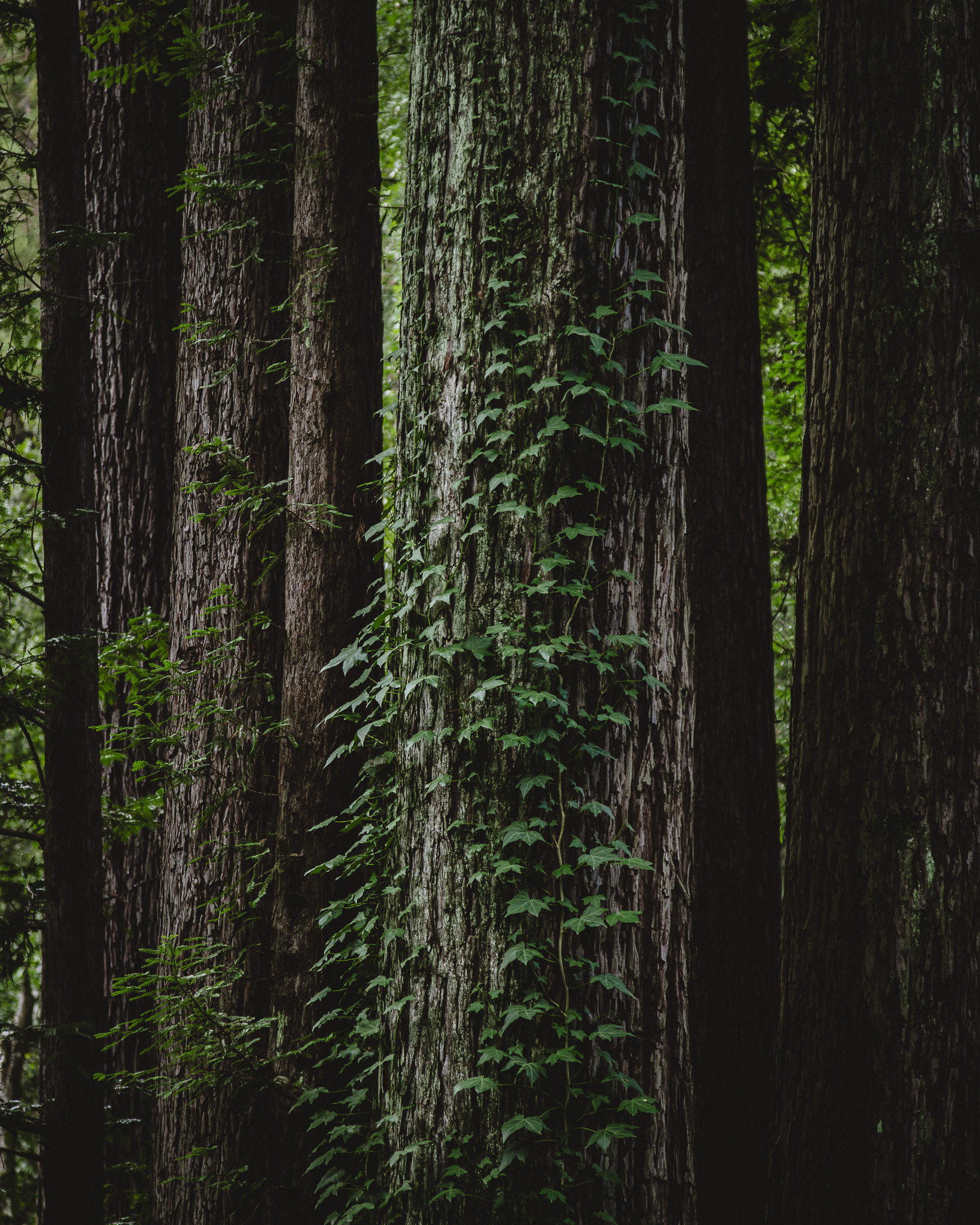 Vines climbing up a tree in the redwoods