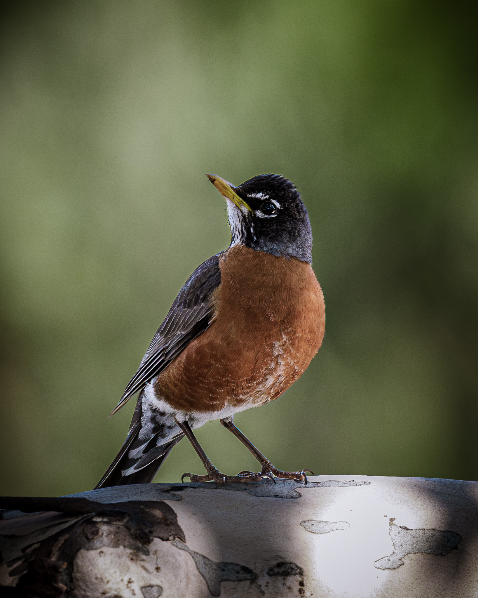Robin perched on a tree limb