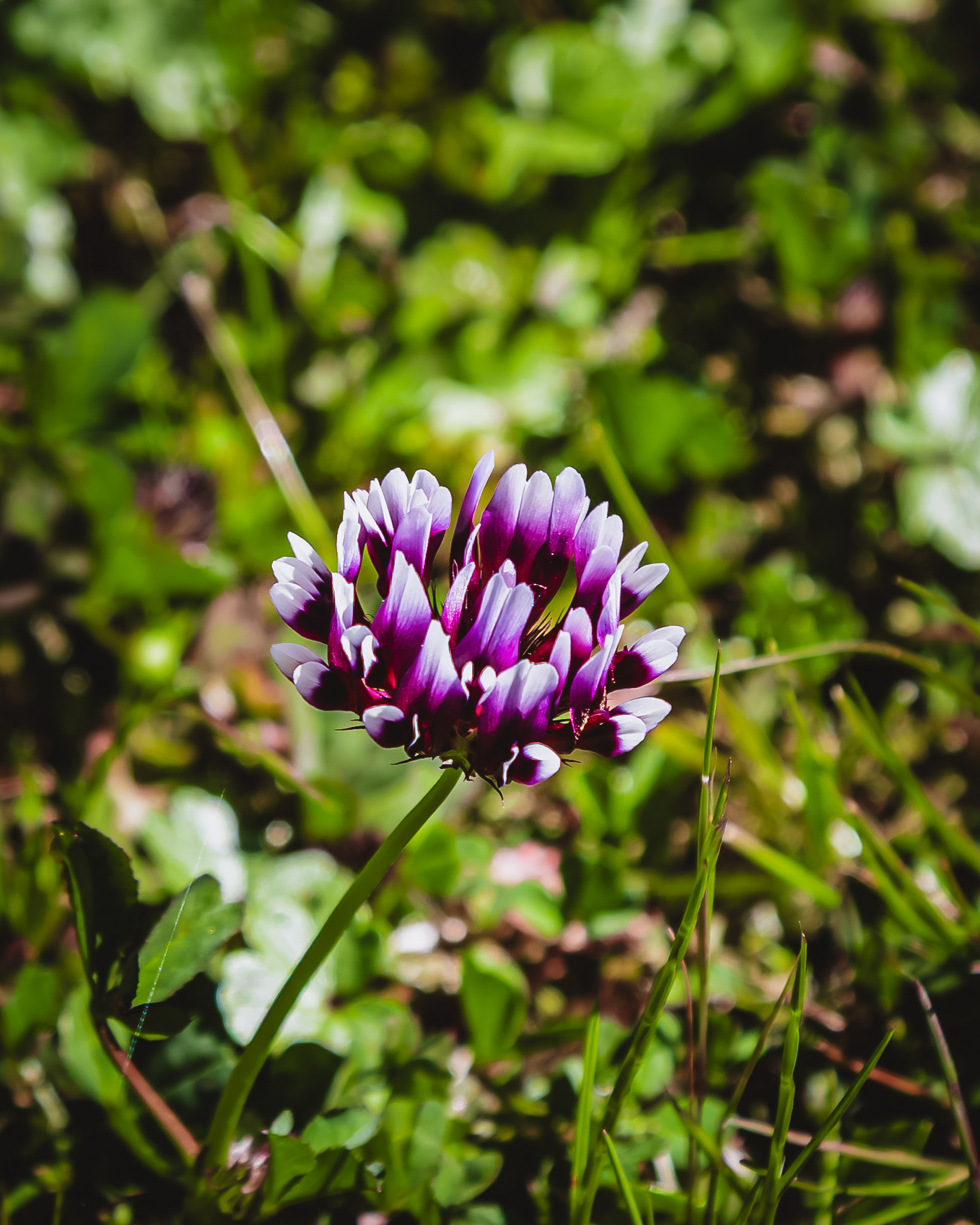 Macro of a Flower on Table Mountain in northern California