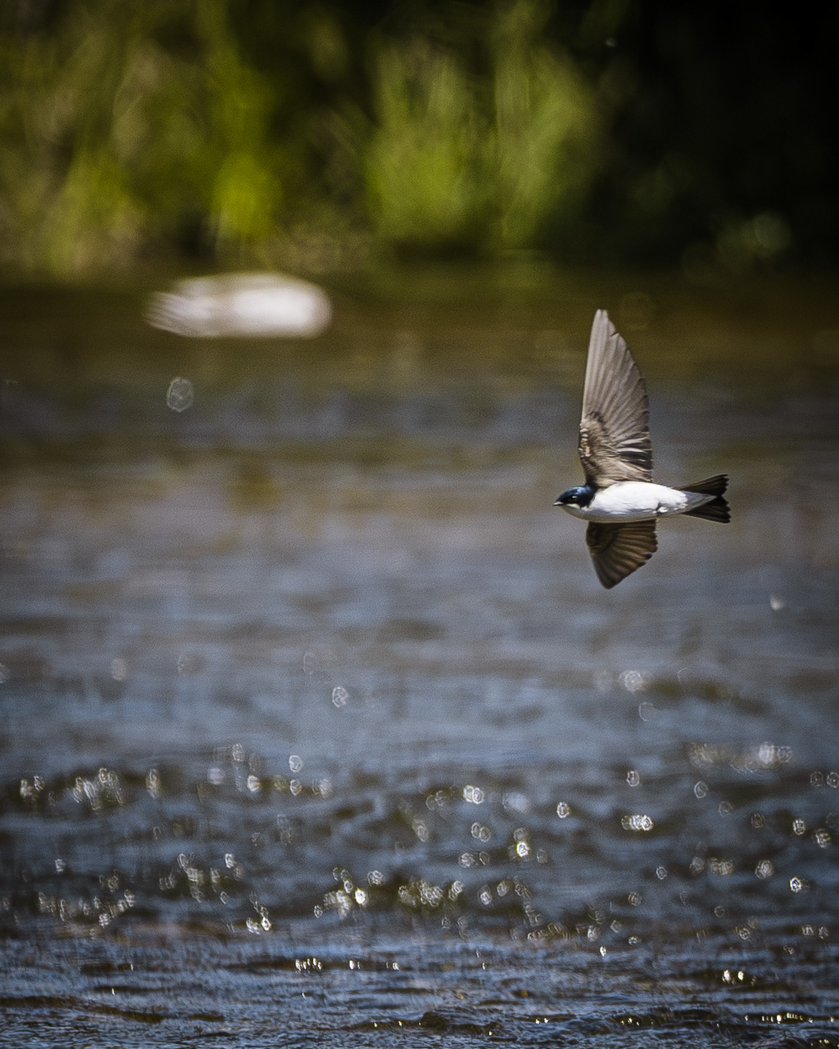 Tree swallow darting out over the water