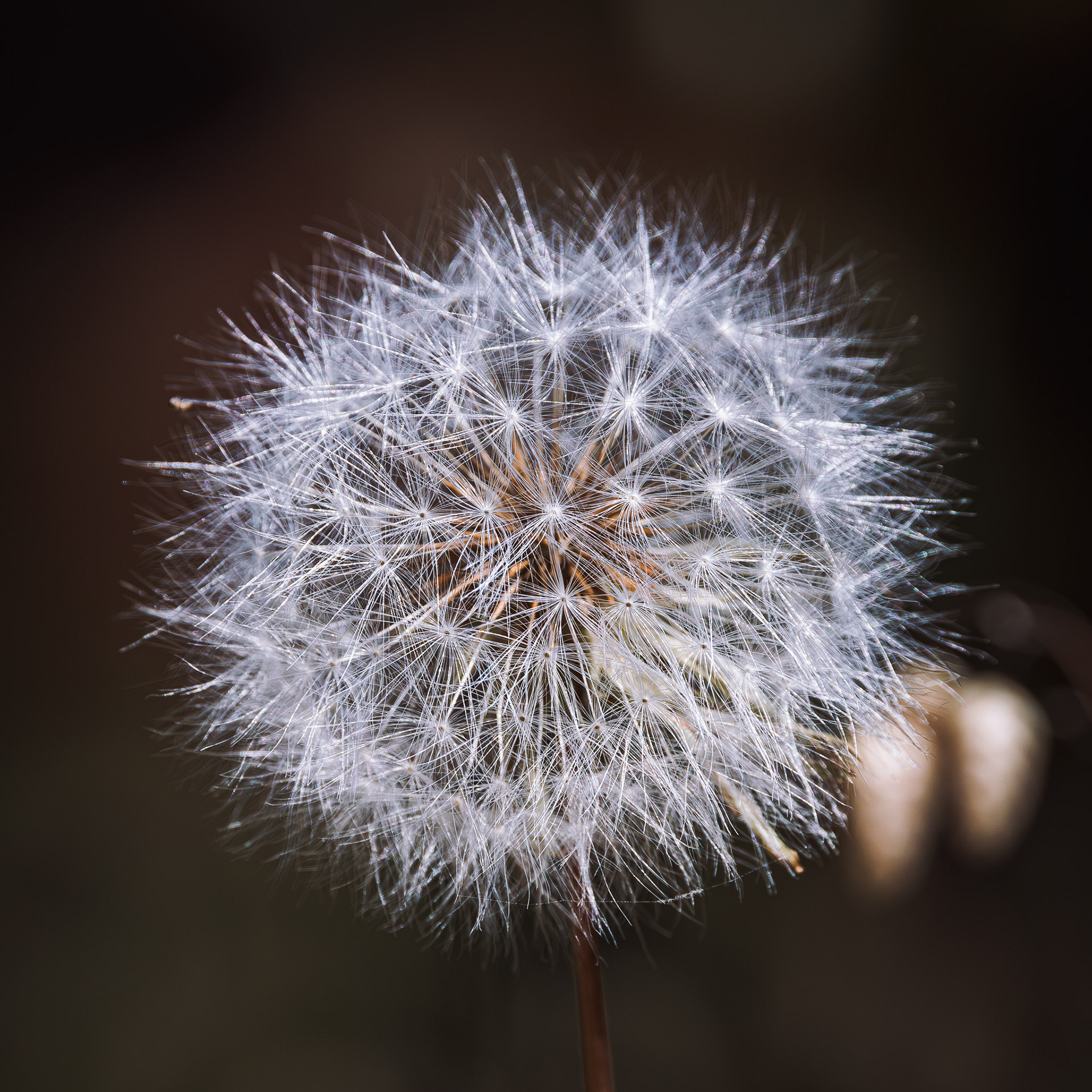 Macro of a Giant Mountain Dandilion gone to seed. Make A Wish
