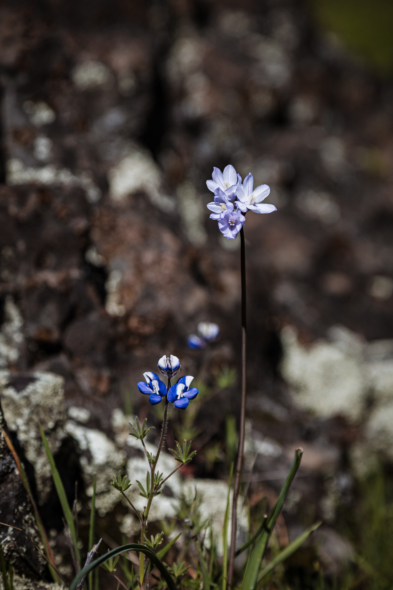 Macro of a Flower on Table Mountain in northern California