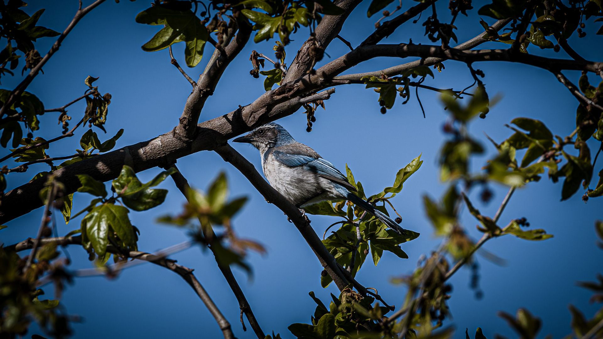 Scrub jay perched on a limb in a tree