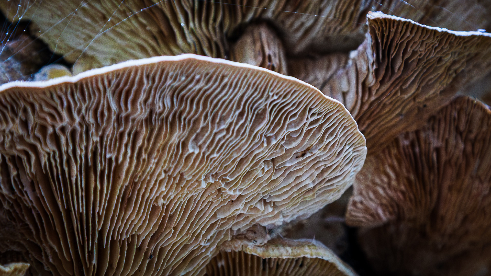 Macro details of the gills on the underside of a mushroom