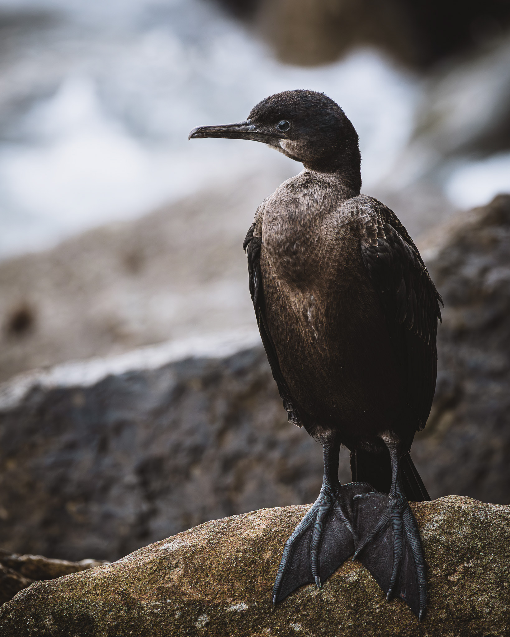 Brandts Cormorant perched on the sea rocks, pacific ocean.