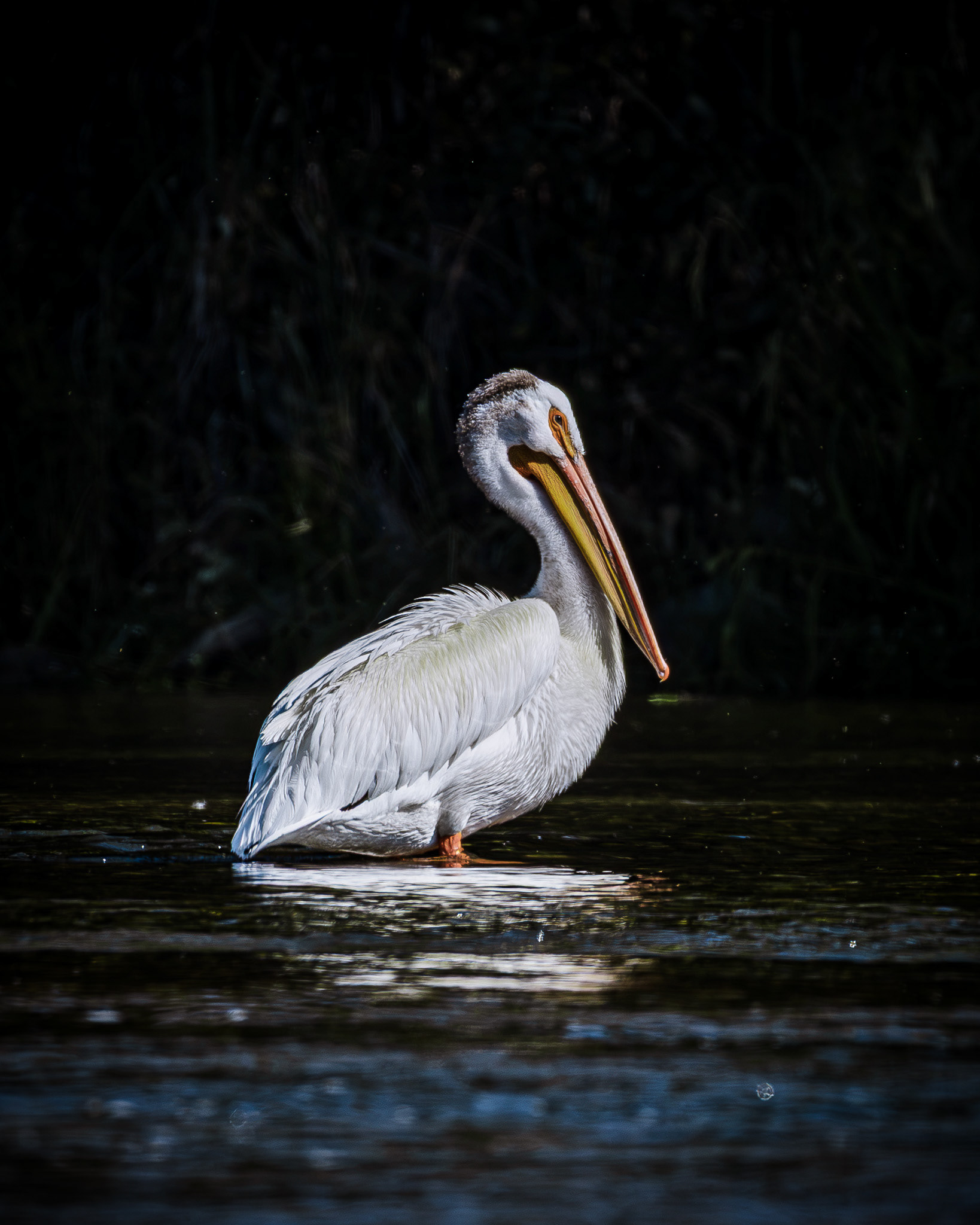 Lone Pelican on the river