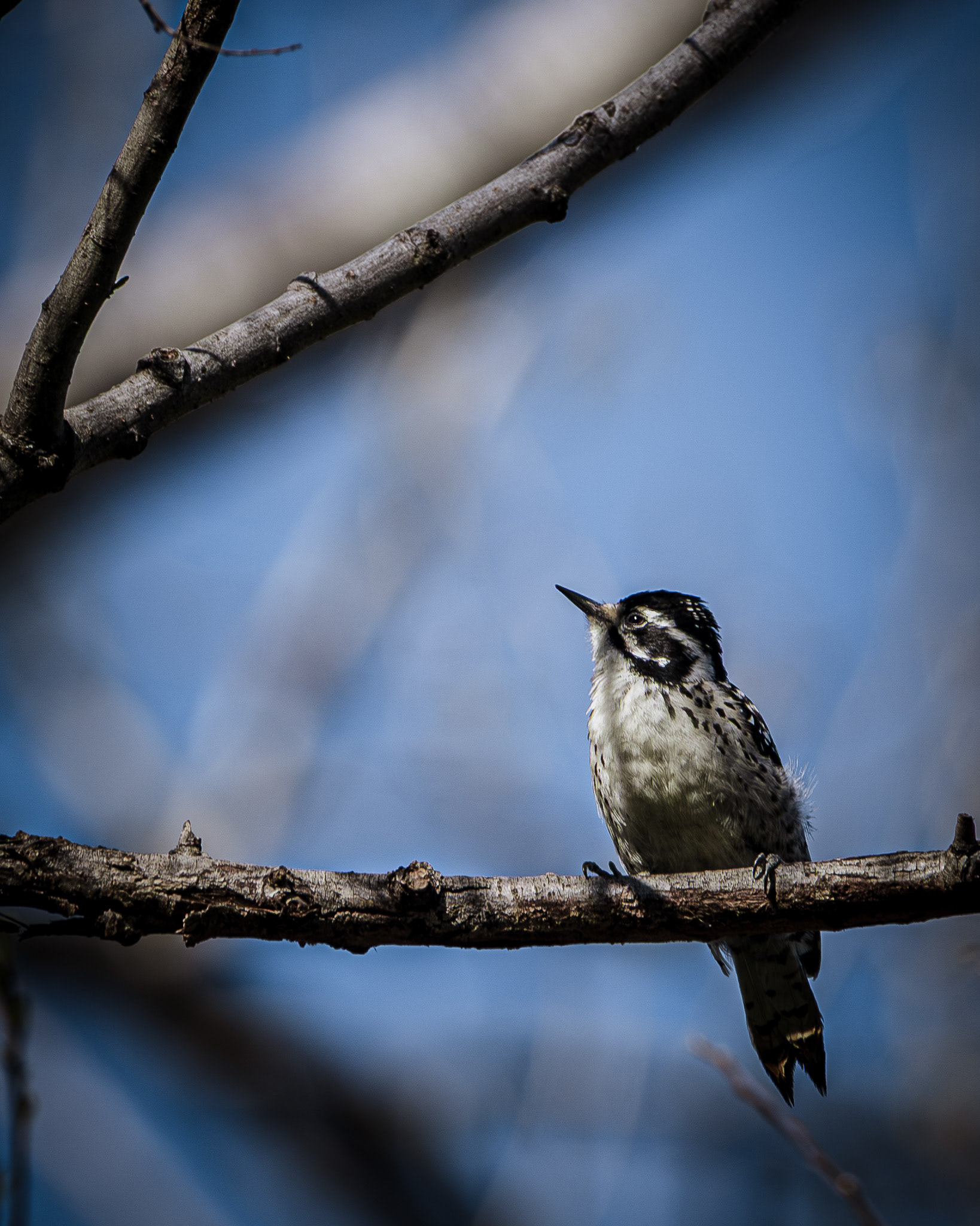 White breasted nuthacth perched on a tree limb looking up