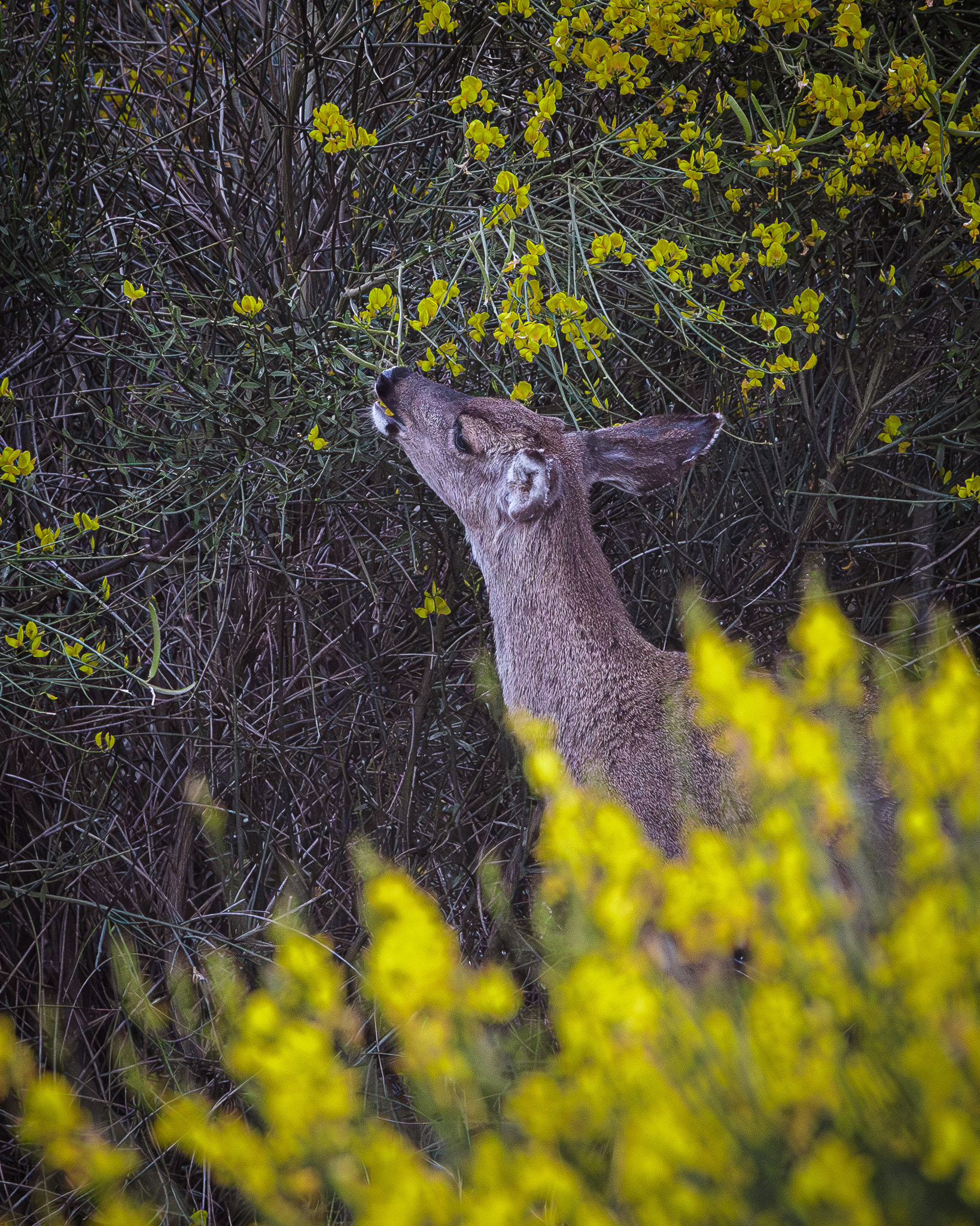 Black Tail Deer foraged from bushes amidst scotch broom
