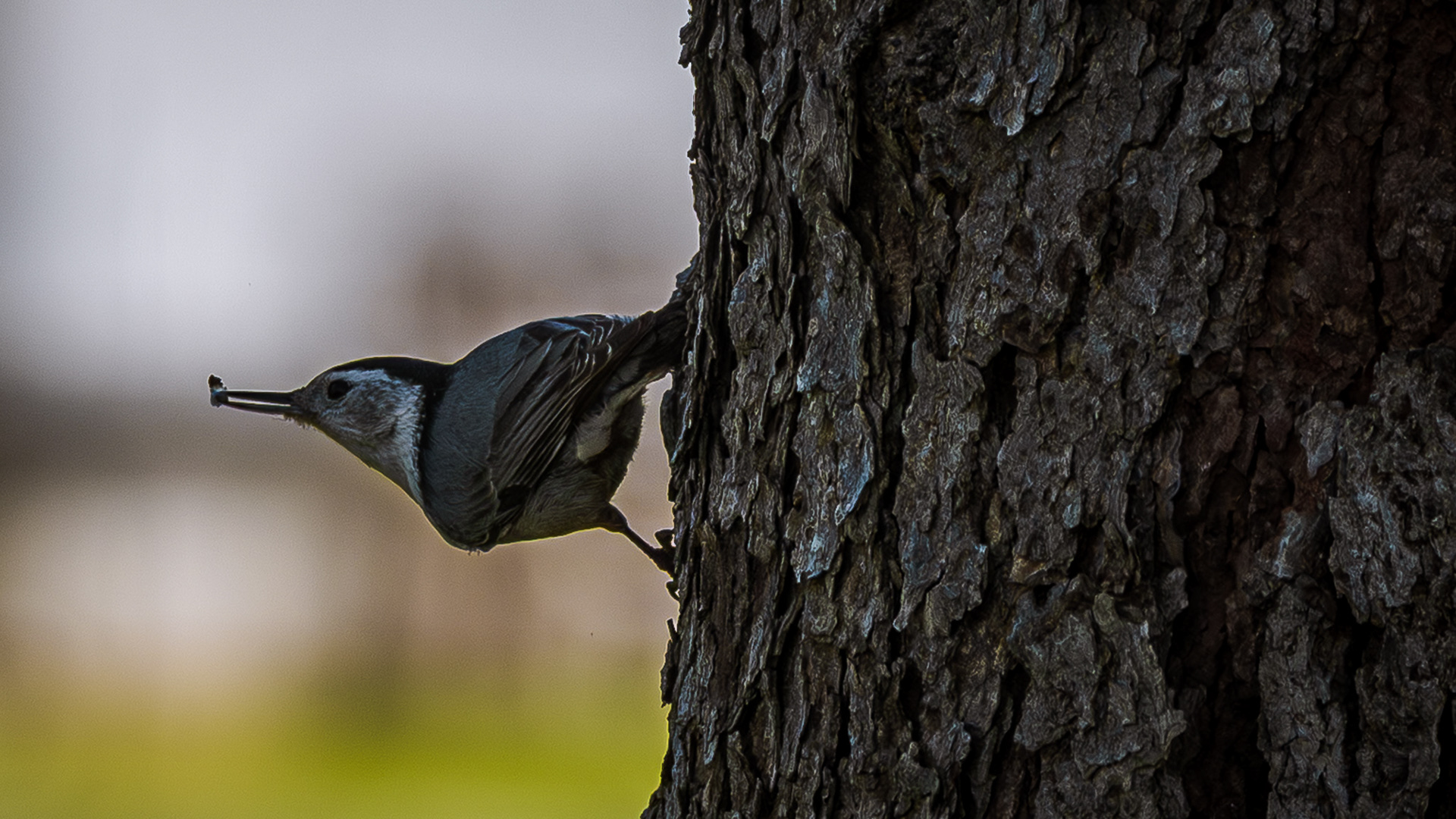 Downy woodpecker with a meal as it clings to a tree