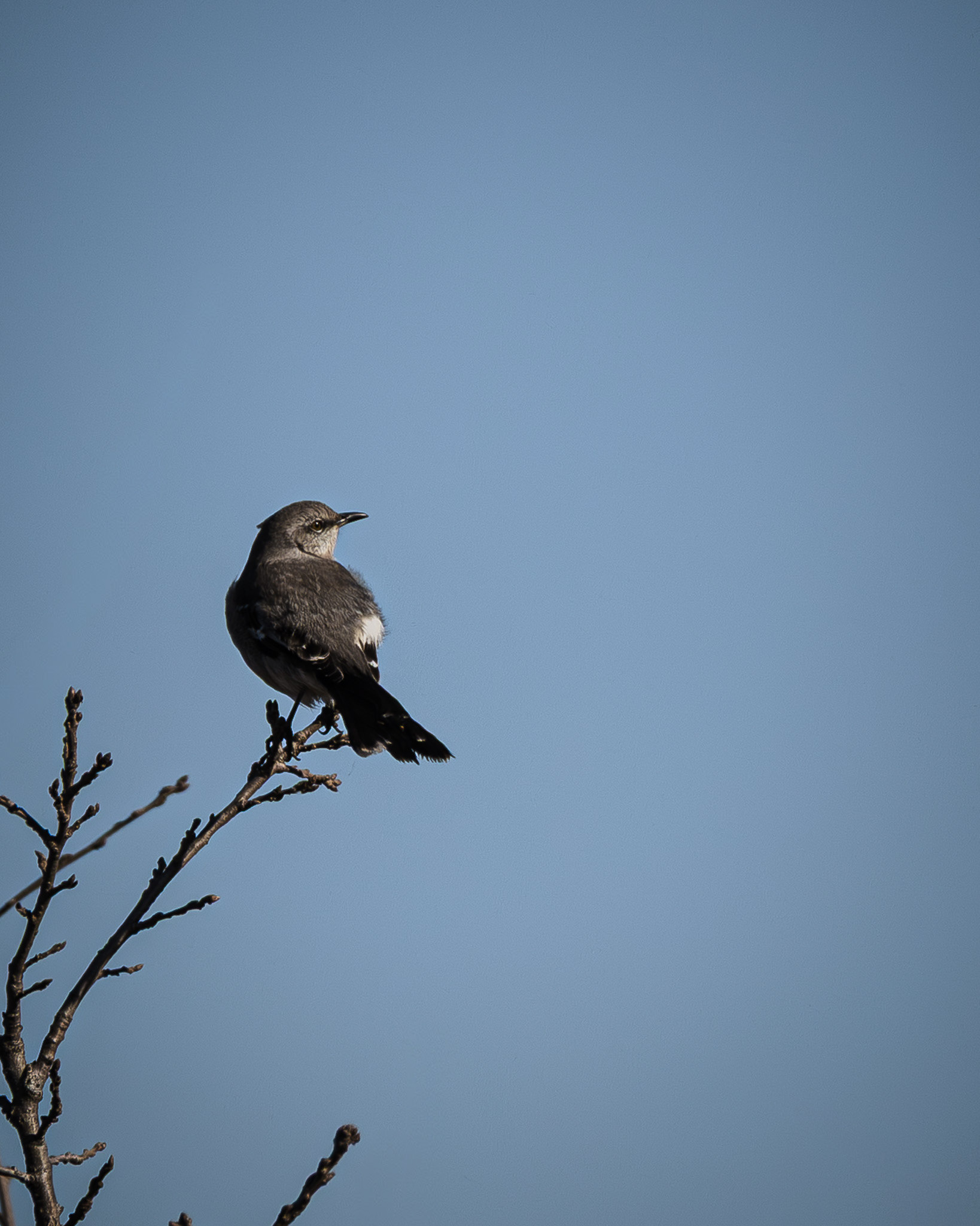 Bushtit perched on a limb in a tree