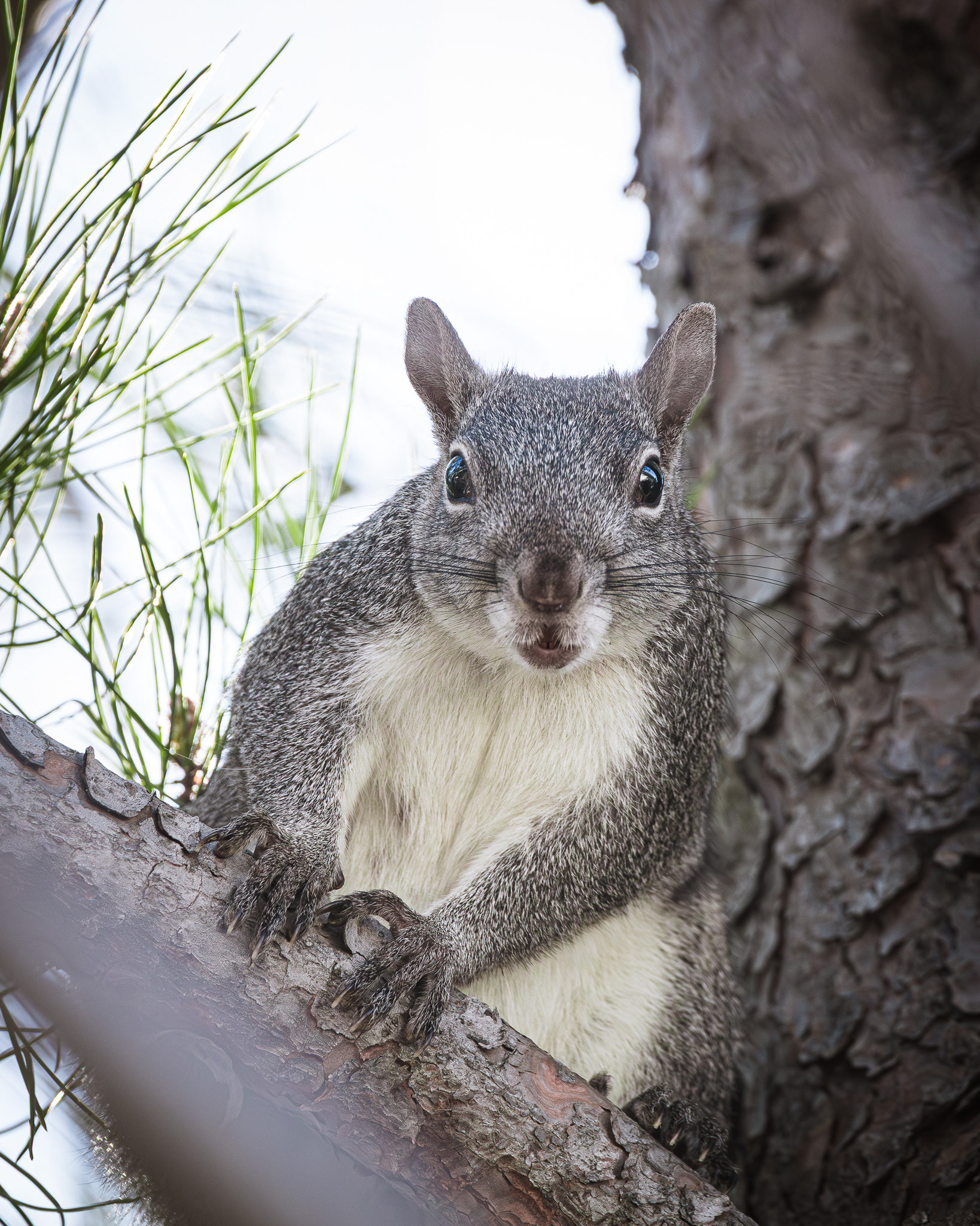 California grey squirl watching from the tree