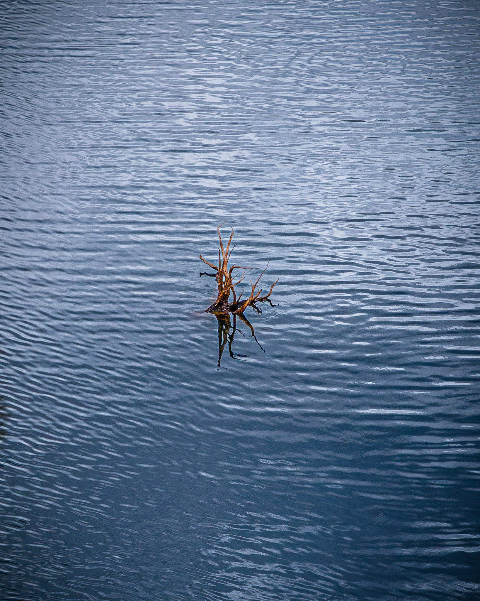 Drift wood floating in the lake