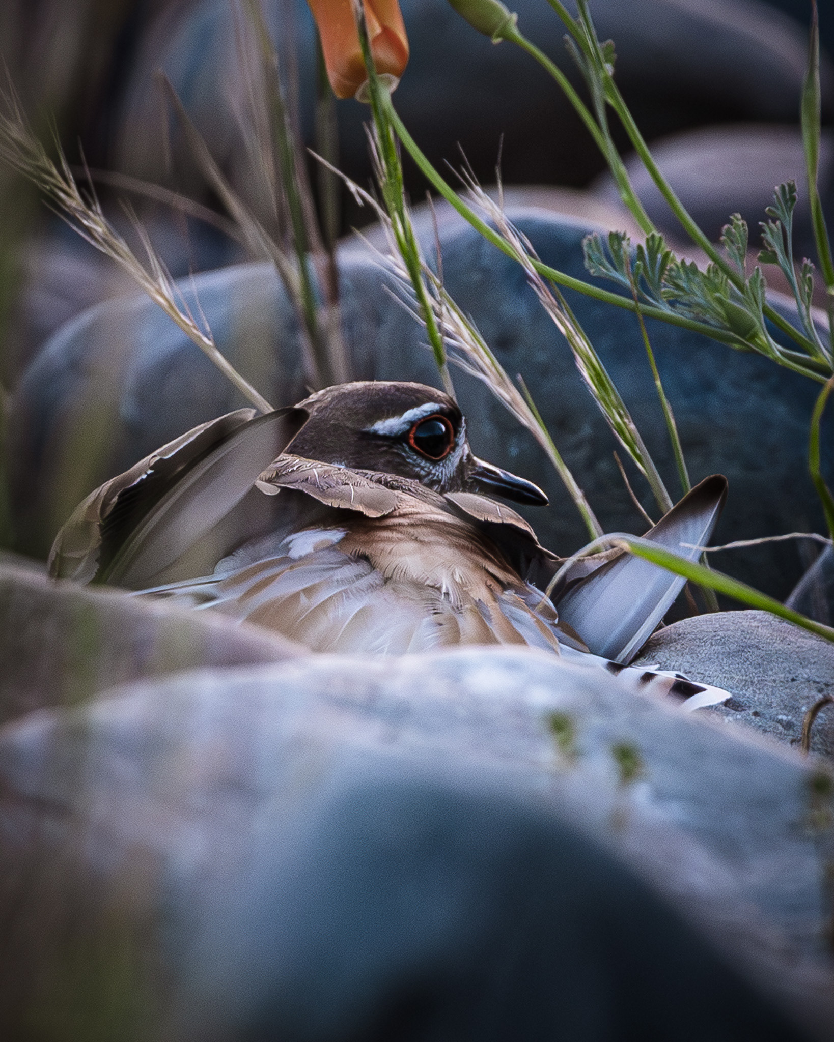 Killer nestled in river cobble