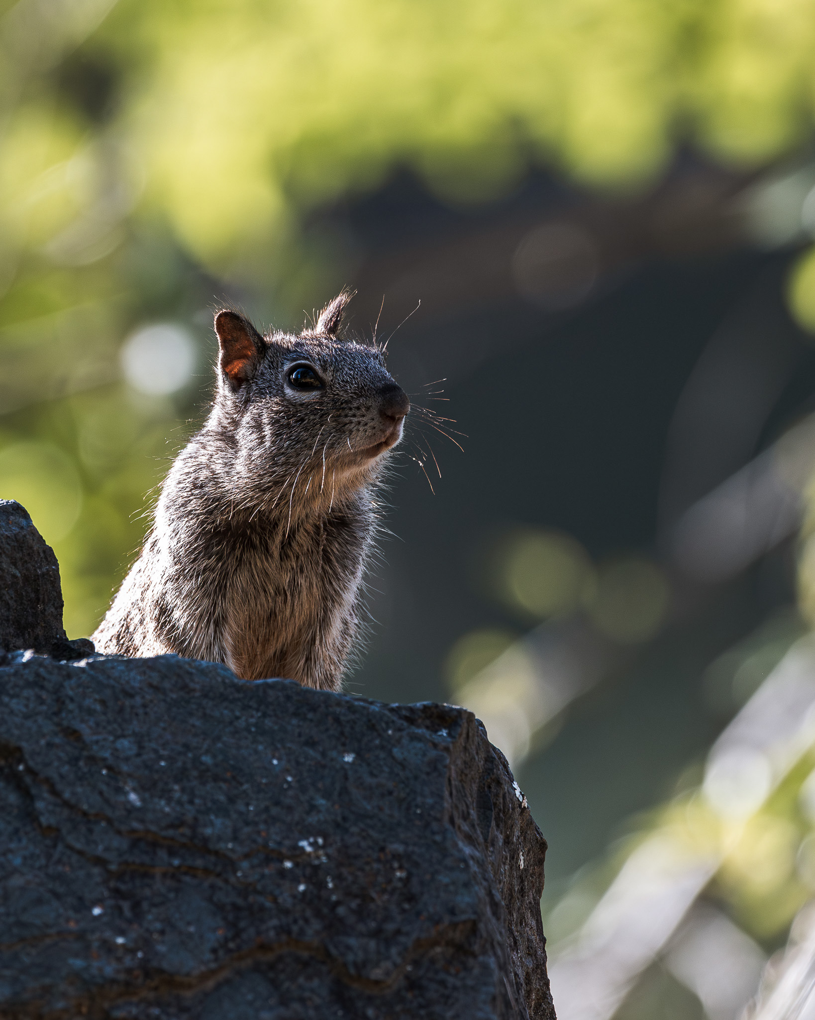 California Ground Squirrel watching me from a rock.