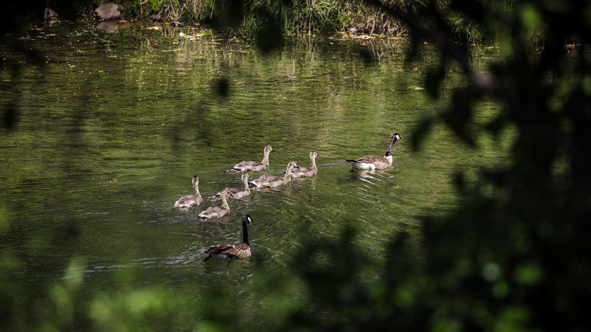 canadian geese leading their yongue goslings across the river