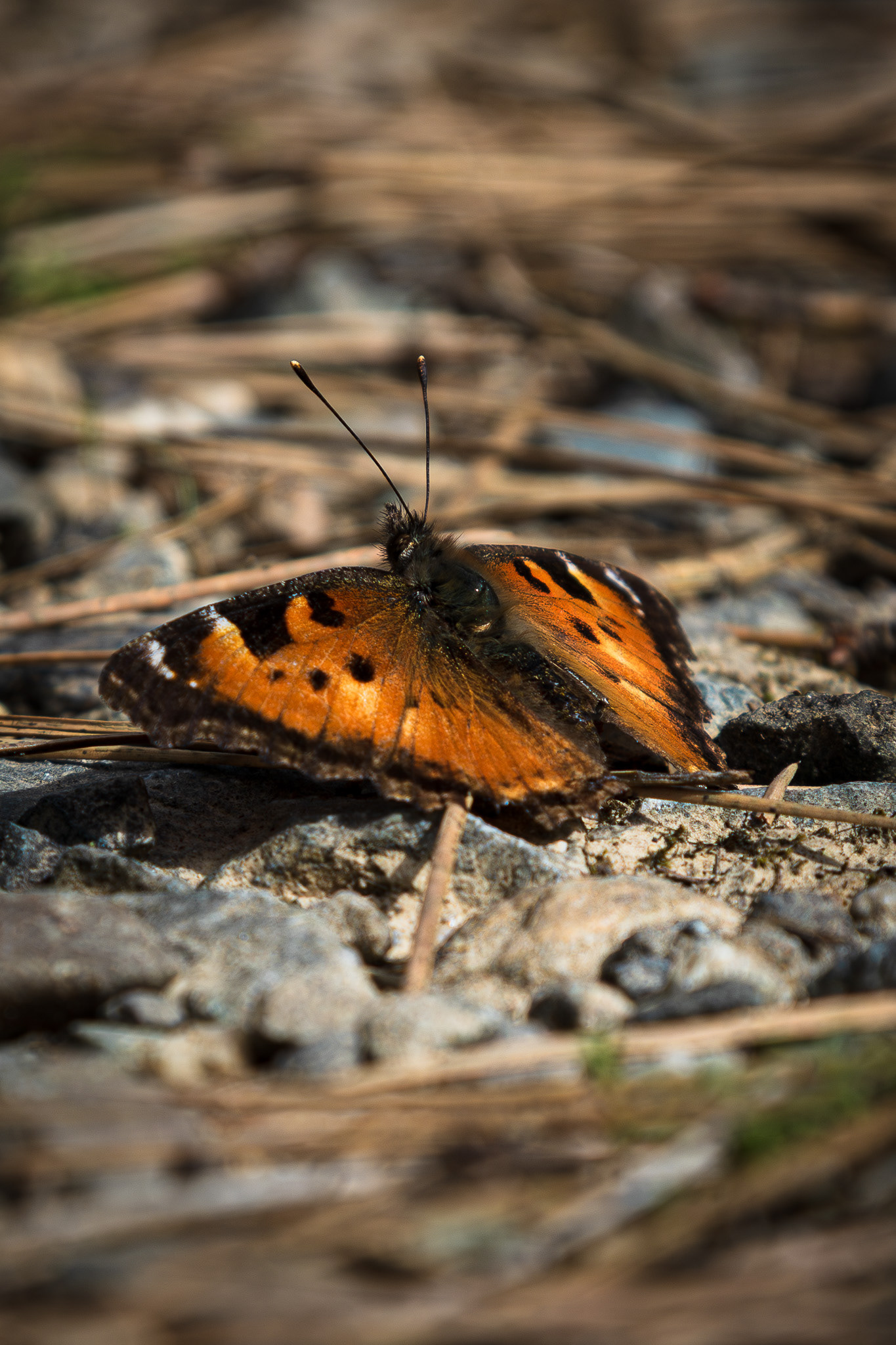 Macro of the details on a butterfly
