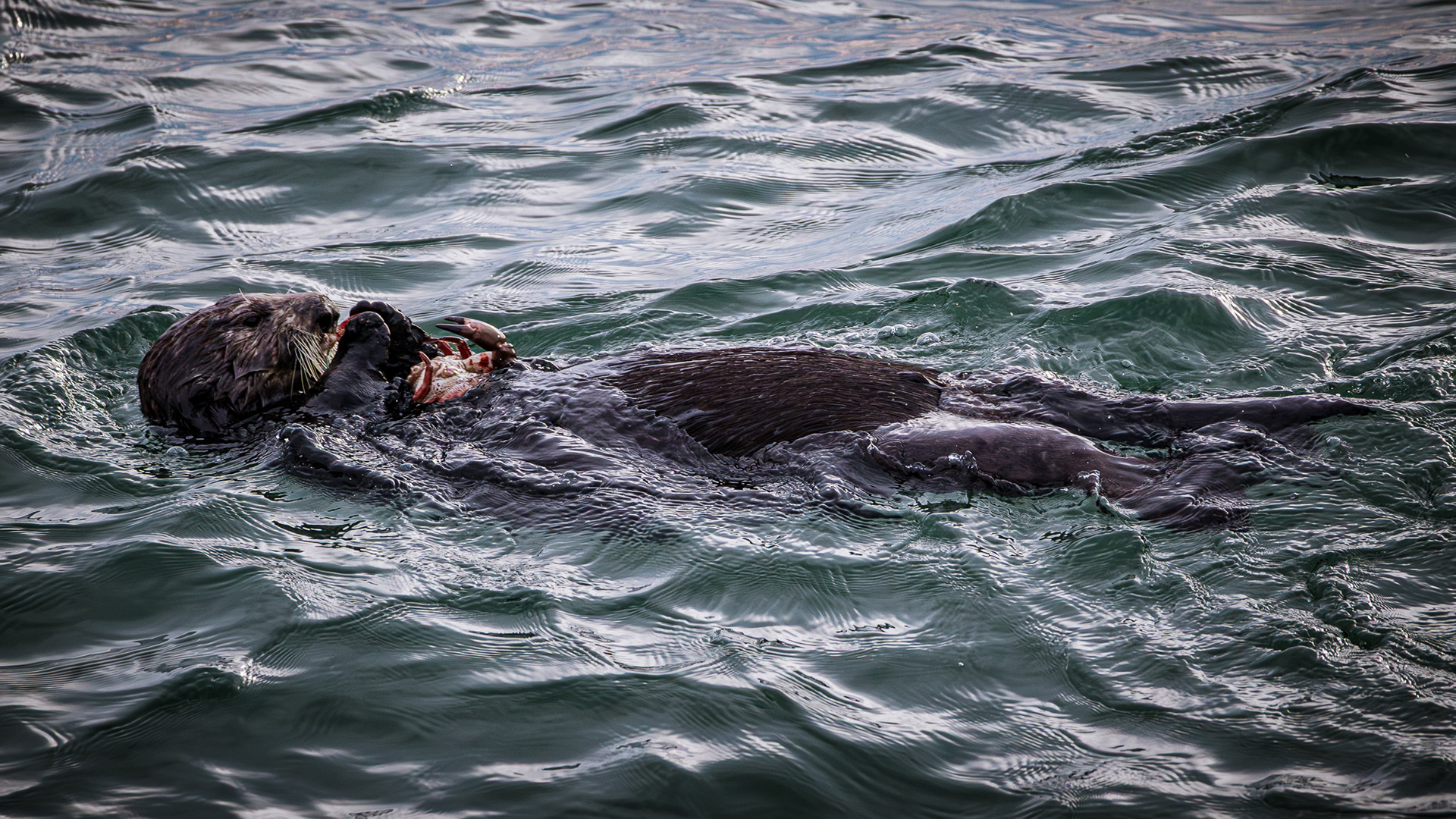 Sea Otter eating a crab while floating on ist back on the surface of the ocean