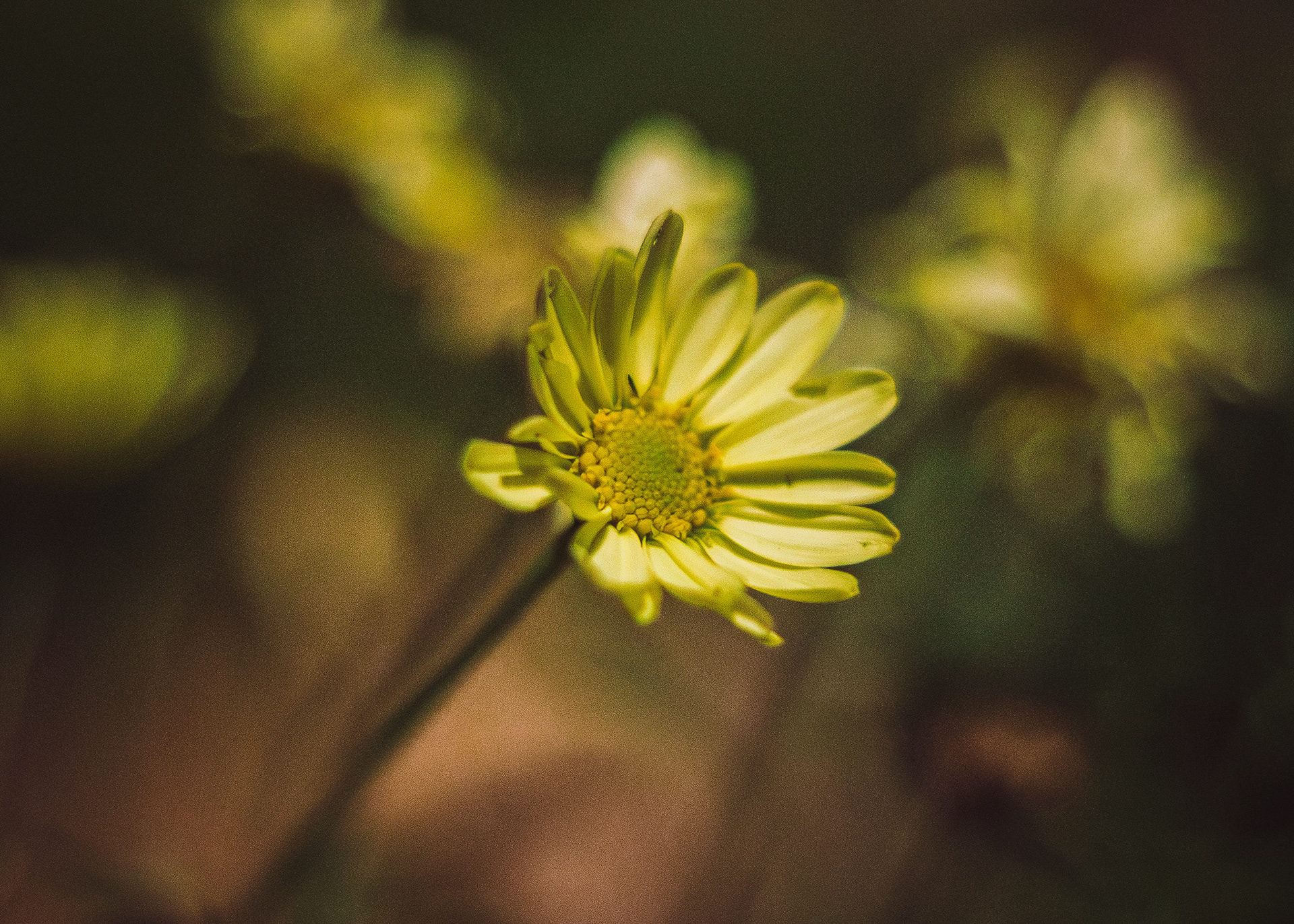 Macro of a yellow flower