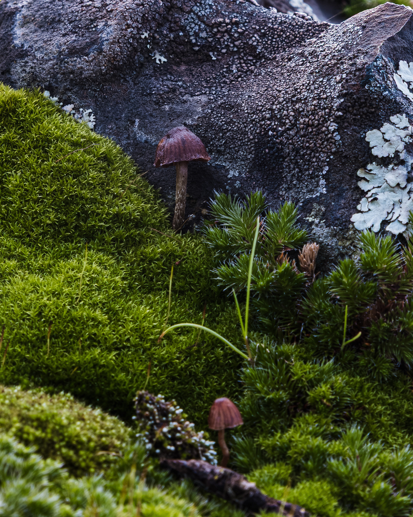 Macro of a mushroom on Table Mountain in northern California