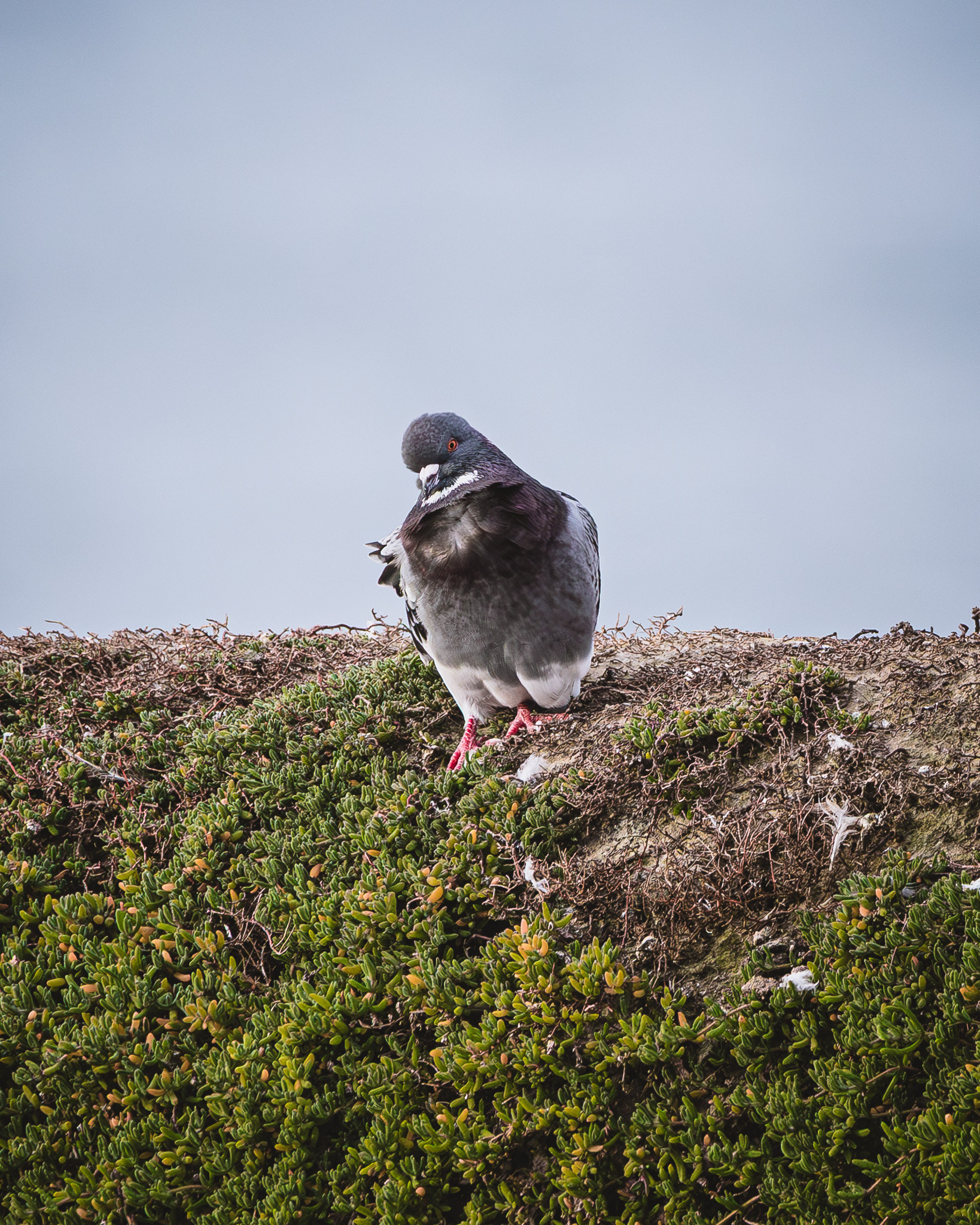 Pidgeon perched on the sea cliffs.