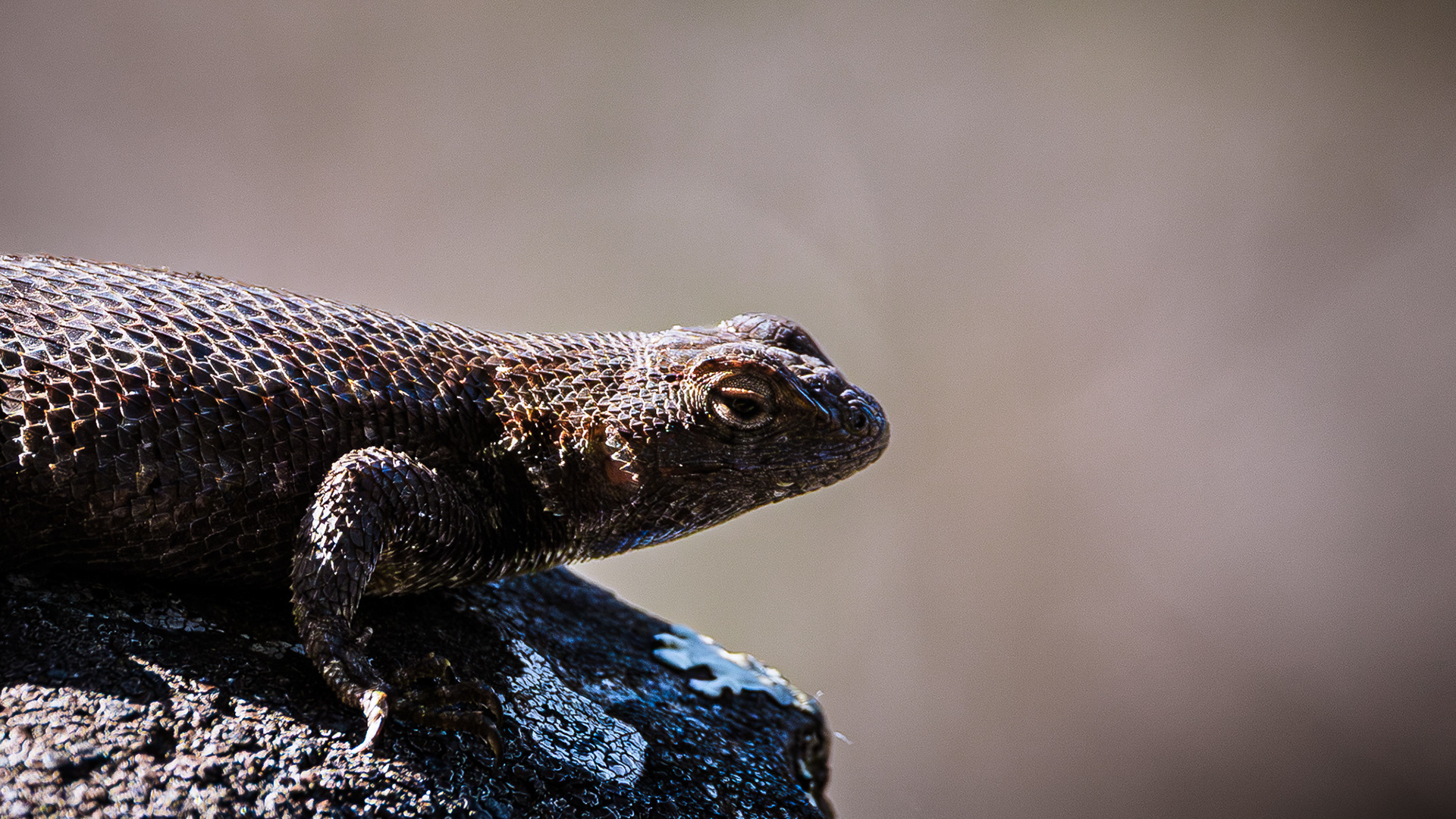 Western Fence lizard on a rock