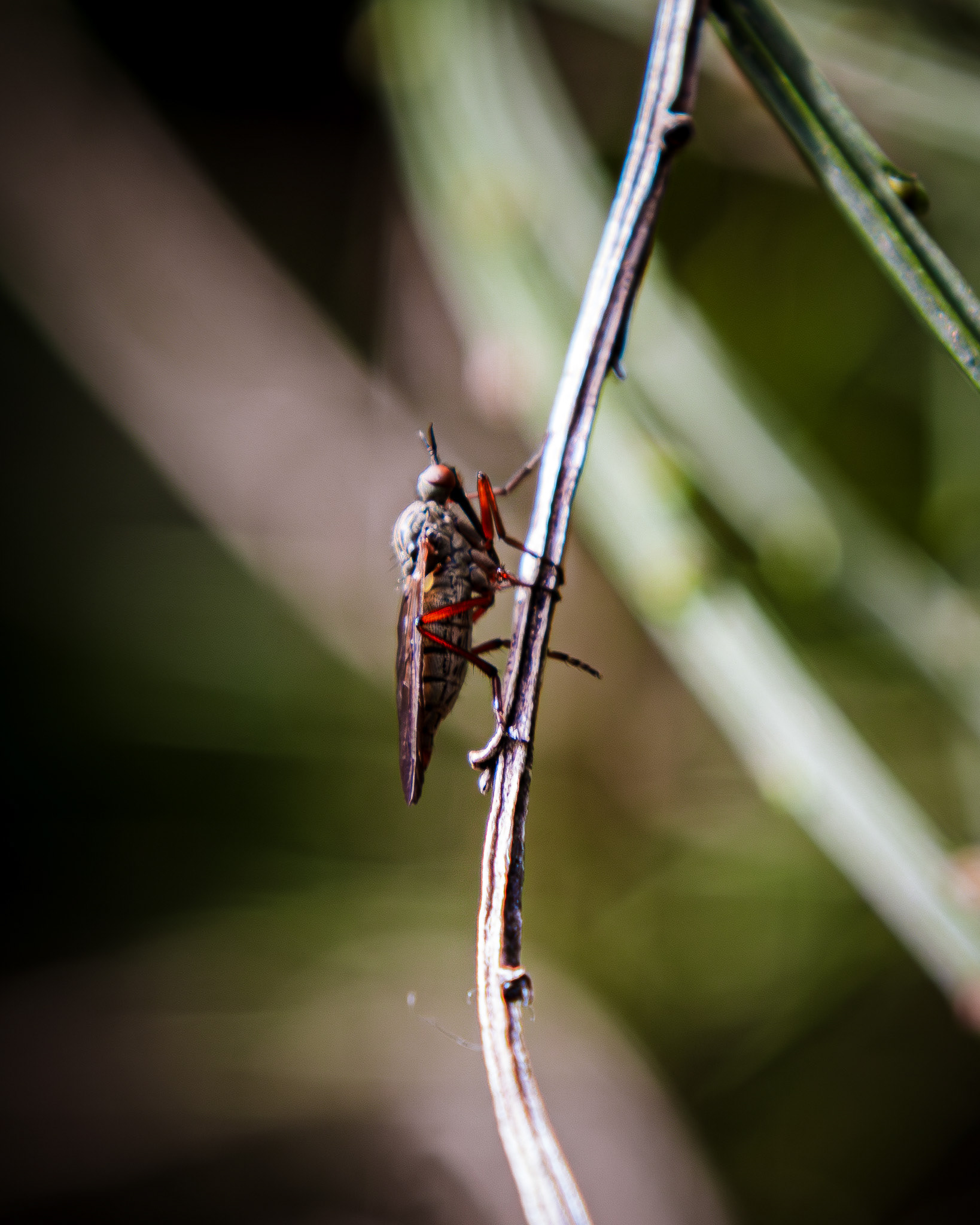 Macro of teh details on a insect