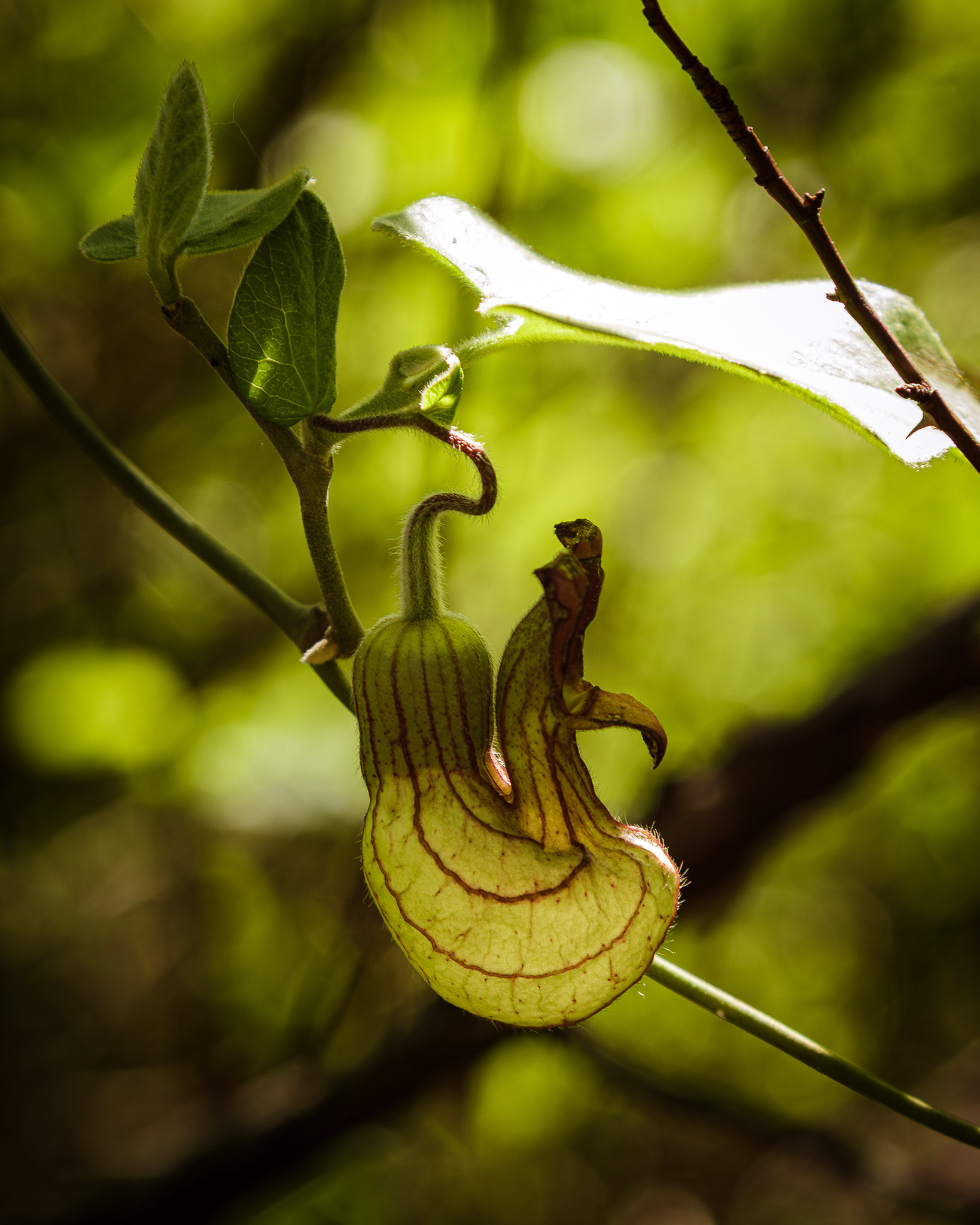 Macro of the details on a pitchur plant