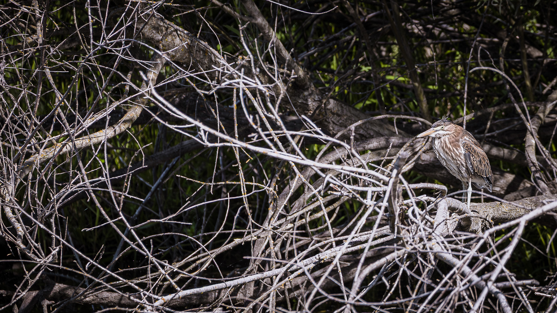 Green Herron perched on a dead tree limb over the water