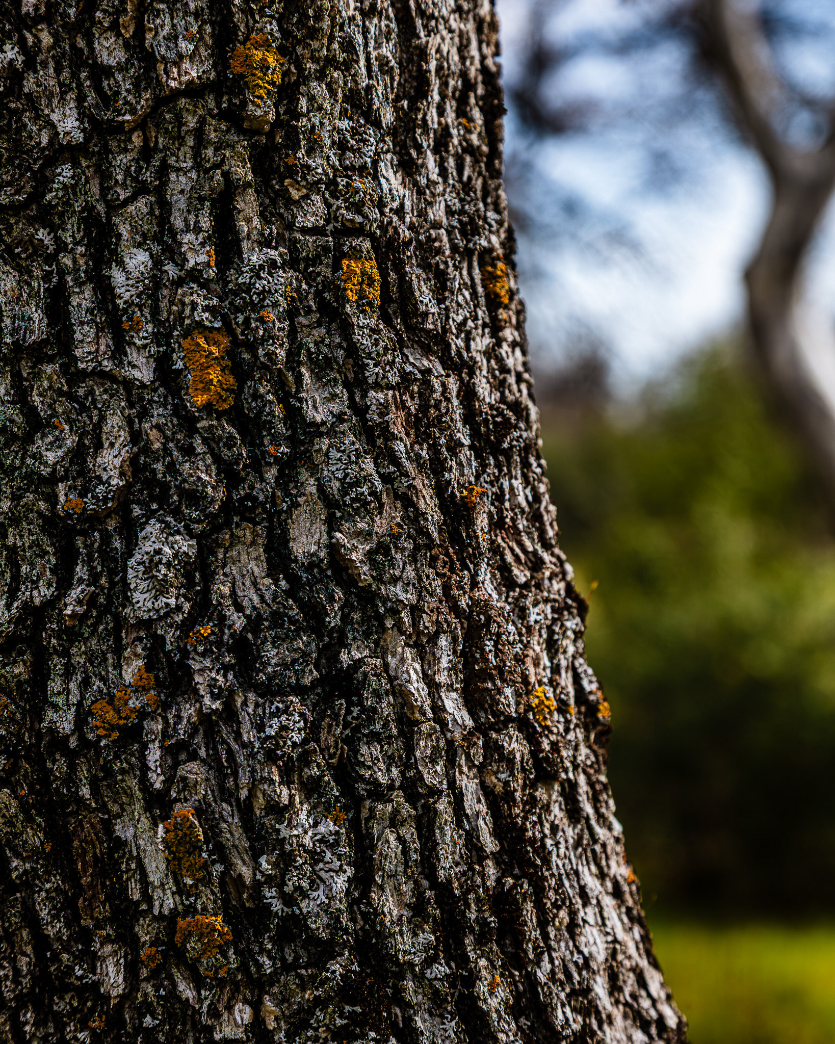 Macro detail of the bark on a blue oak
