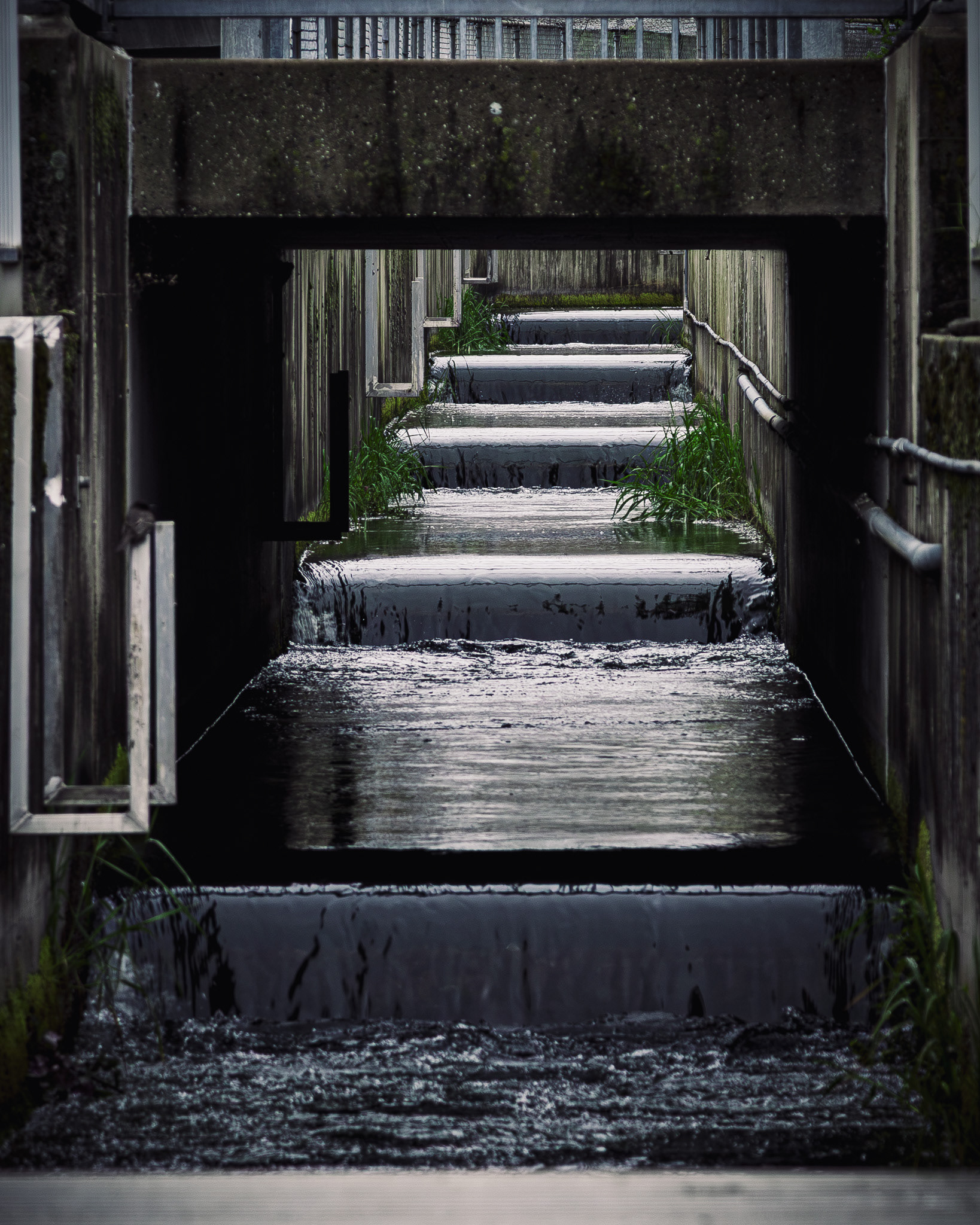the oroville fish hatchery fish ladder