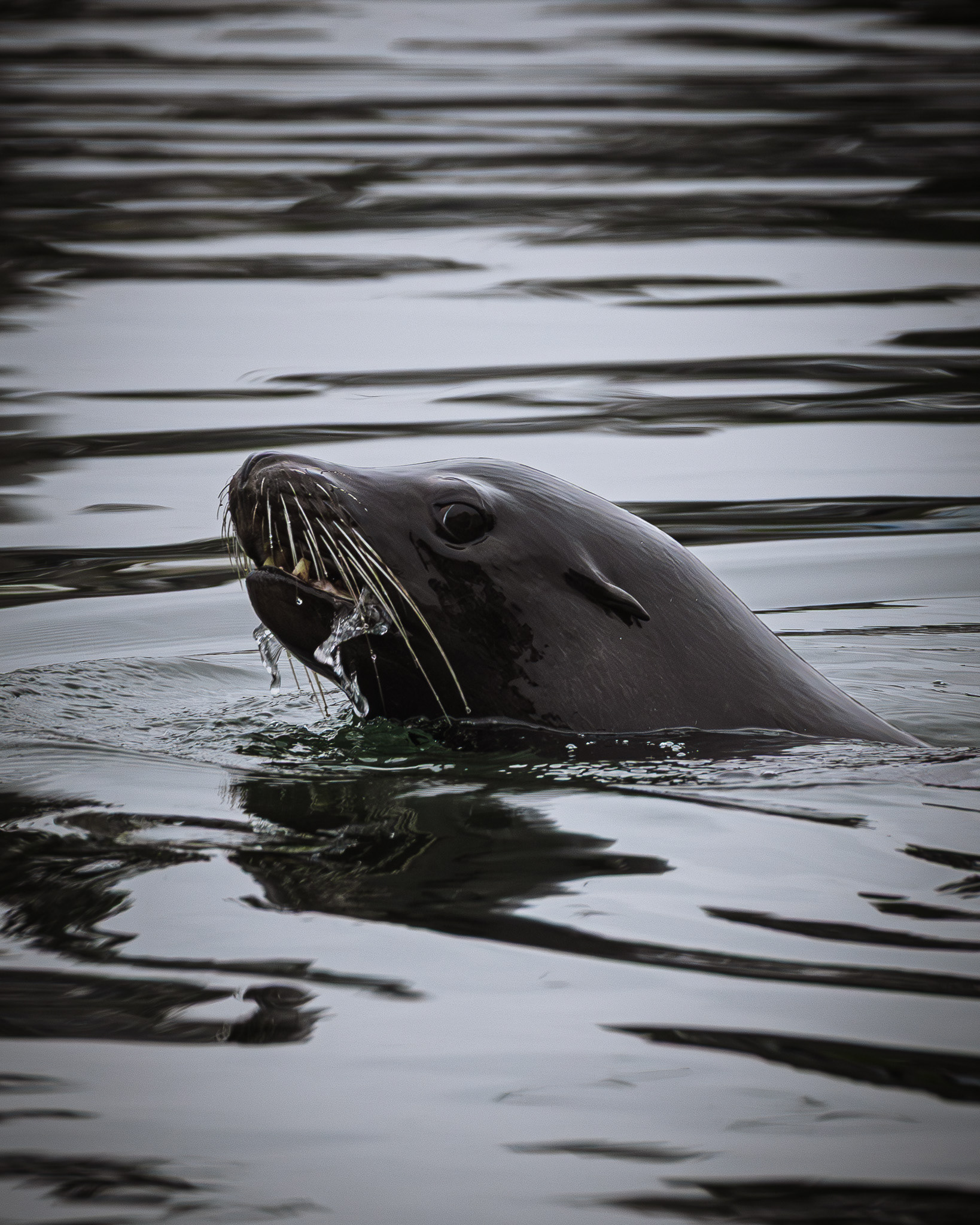 California Sea Lion surfaceing