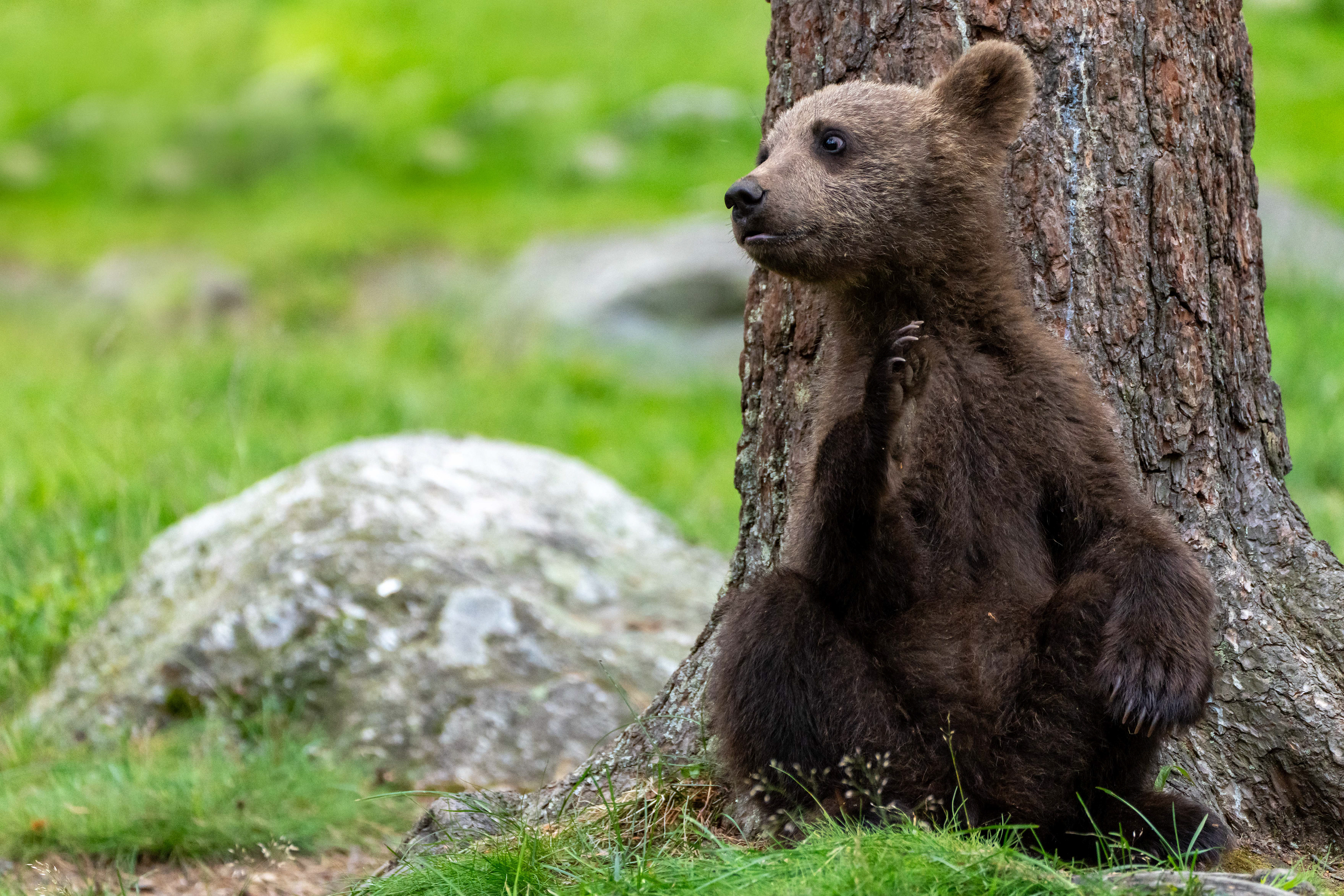 Brown bears, Finland