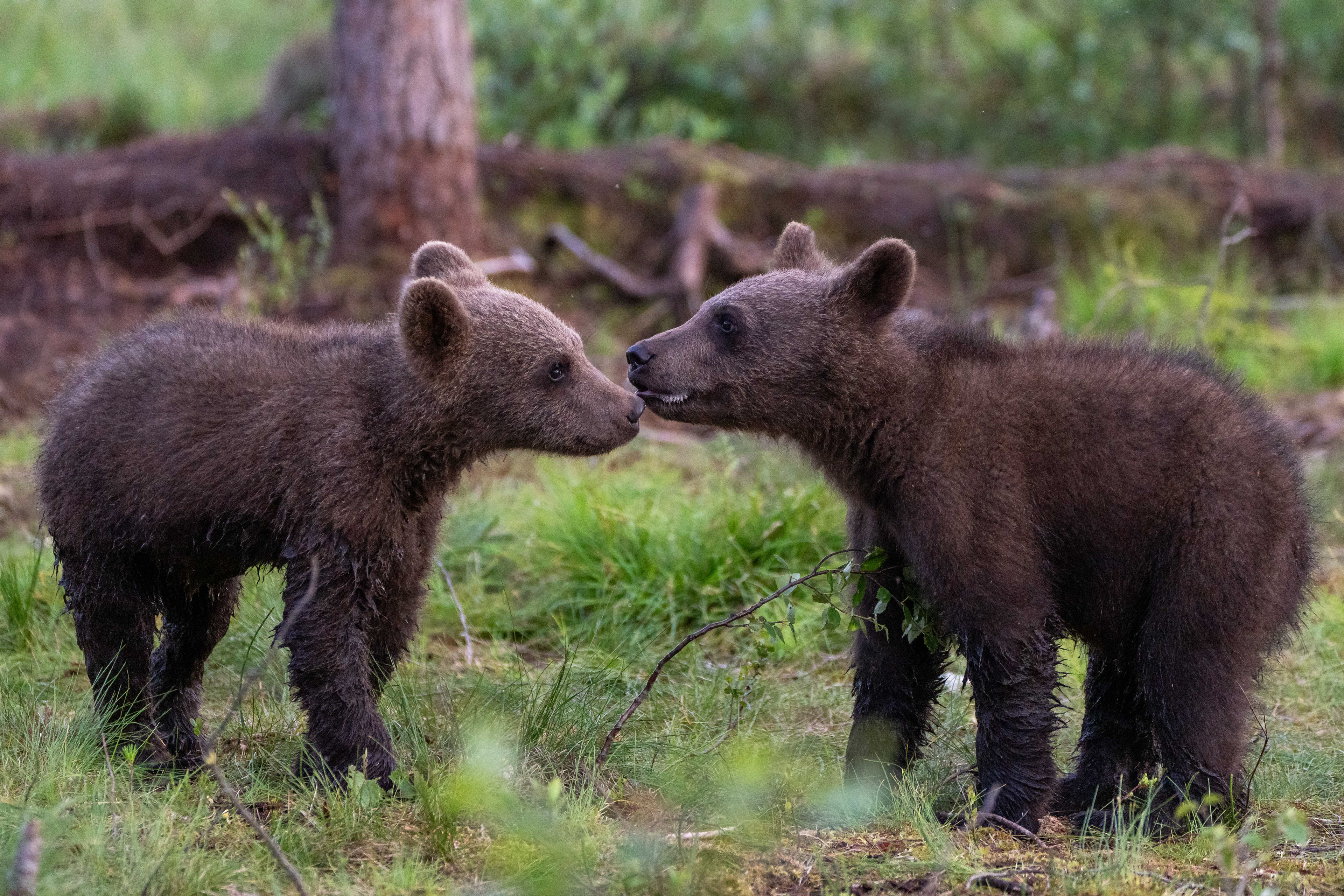 Brown bears, Finland