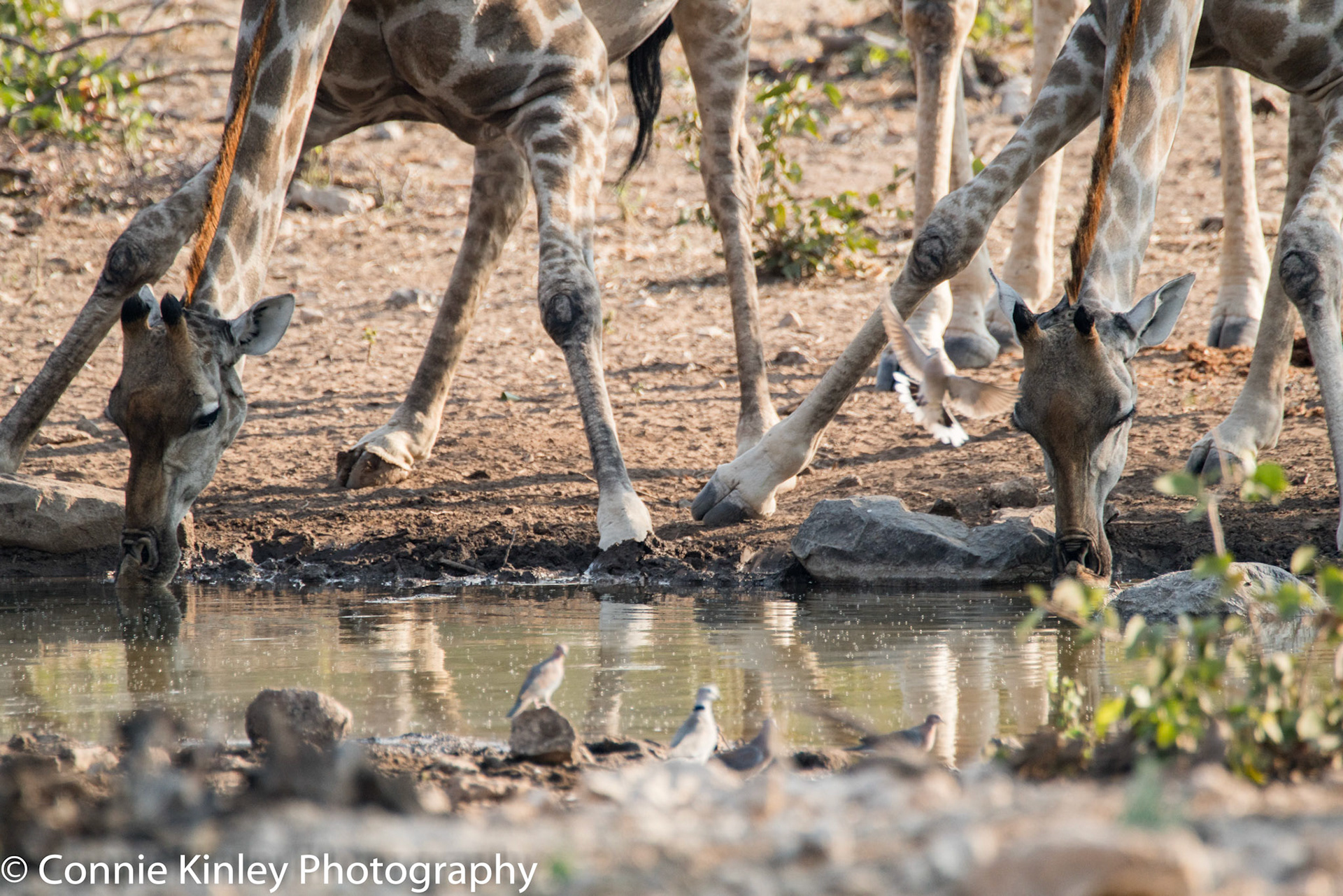 Giraffes drinking, Ongava