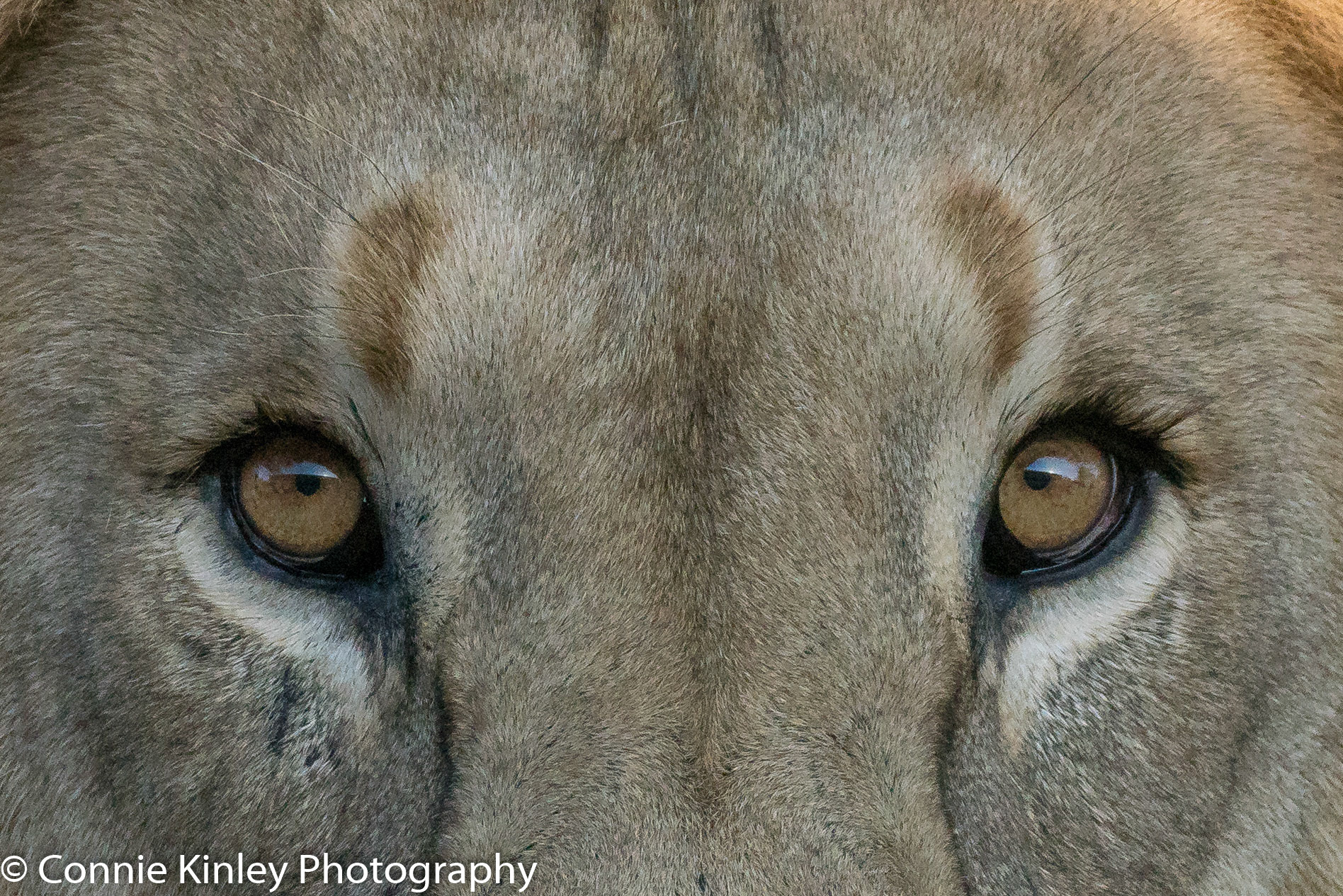 Male lion portrait, Okonjima